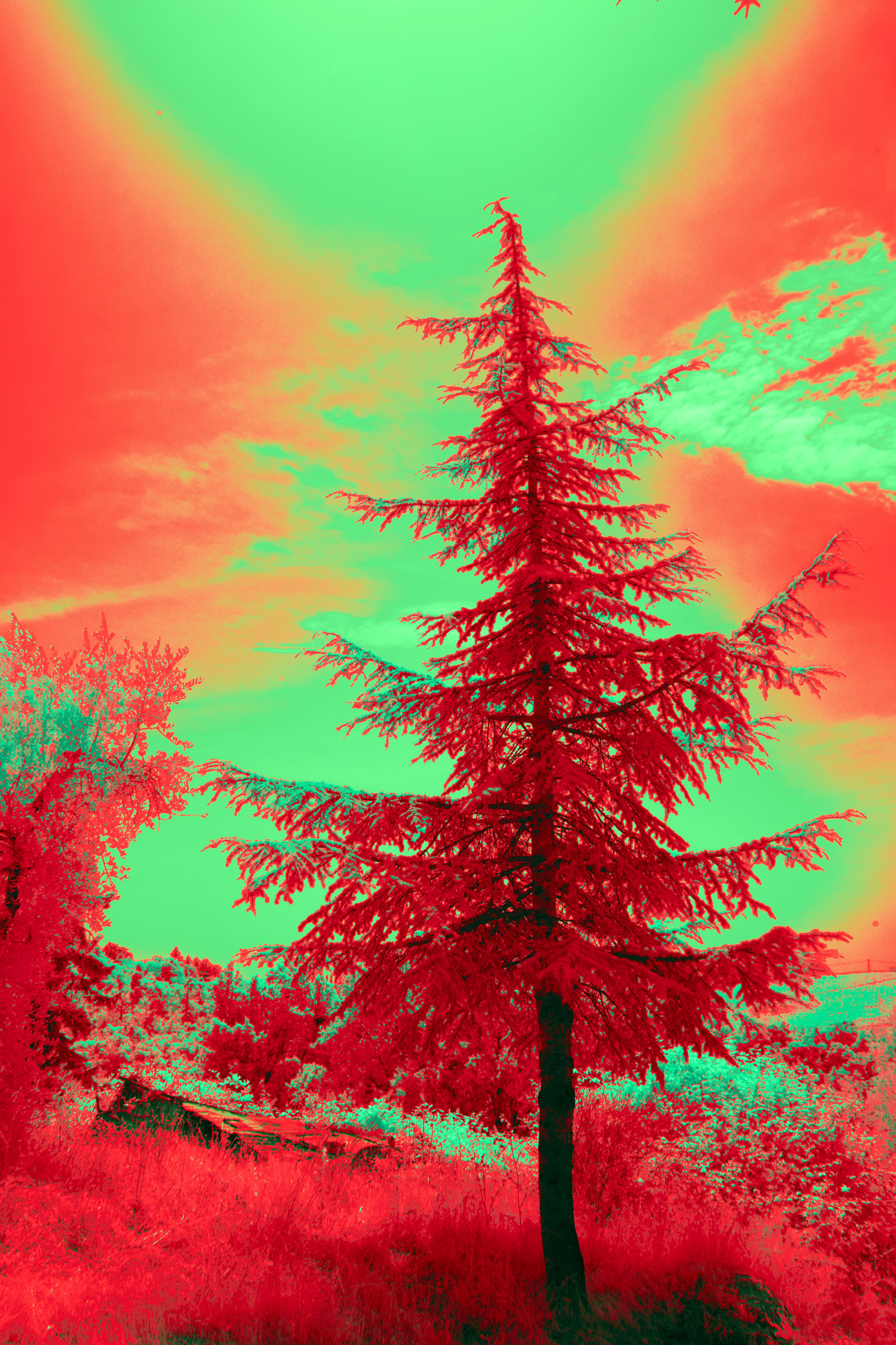 Photo by wolfgang_hasselmann