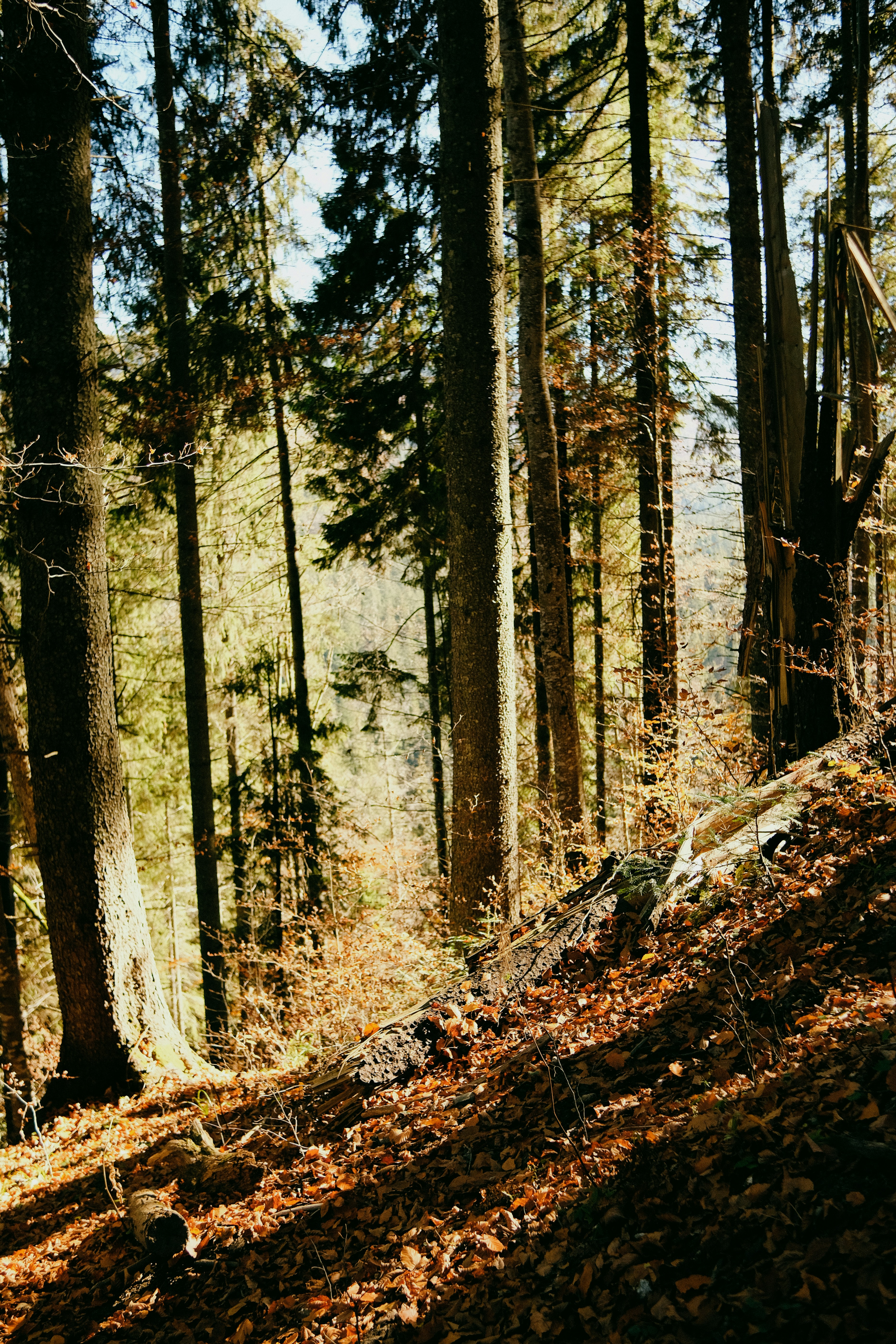 Photo by tobolenkoph