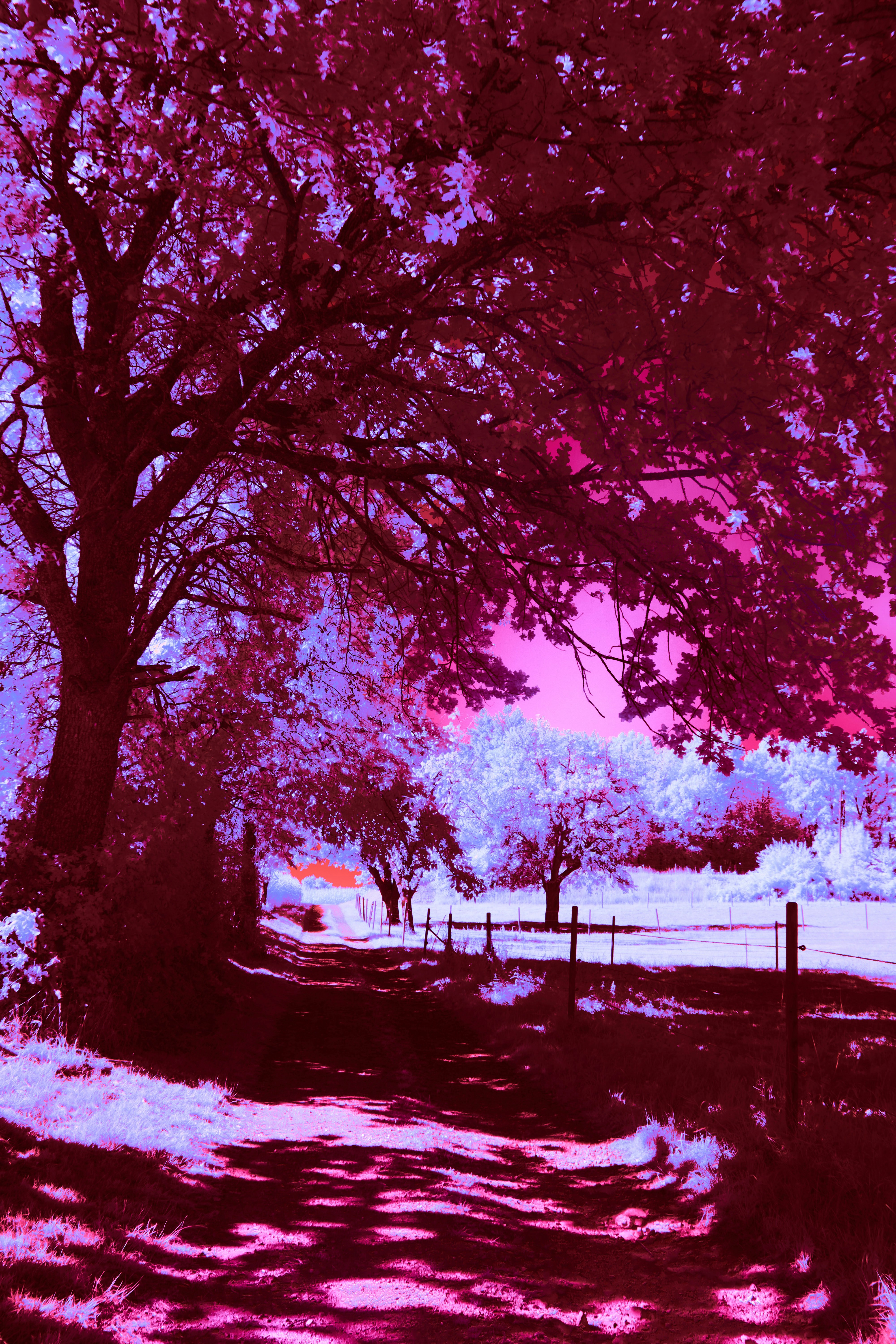 Photo by wolfgang_hasselmann