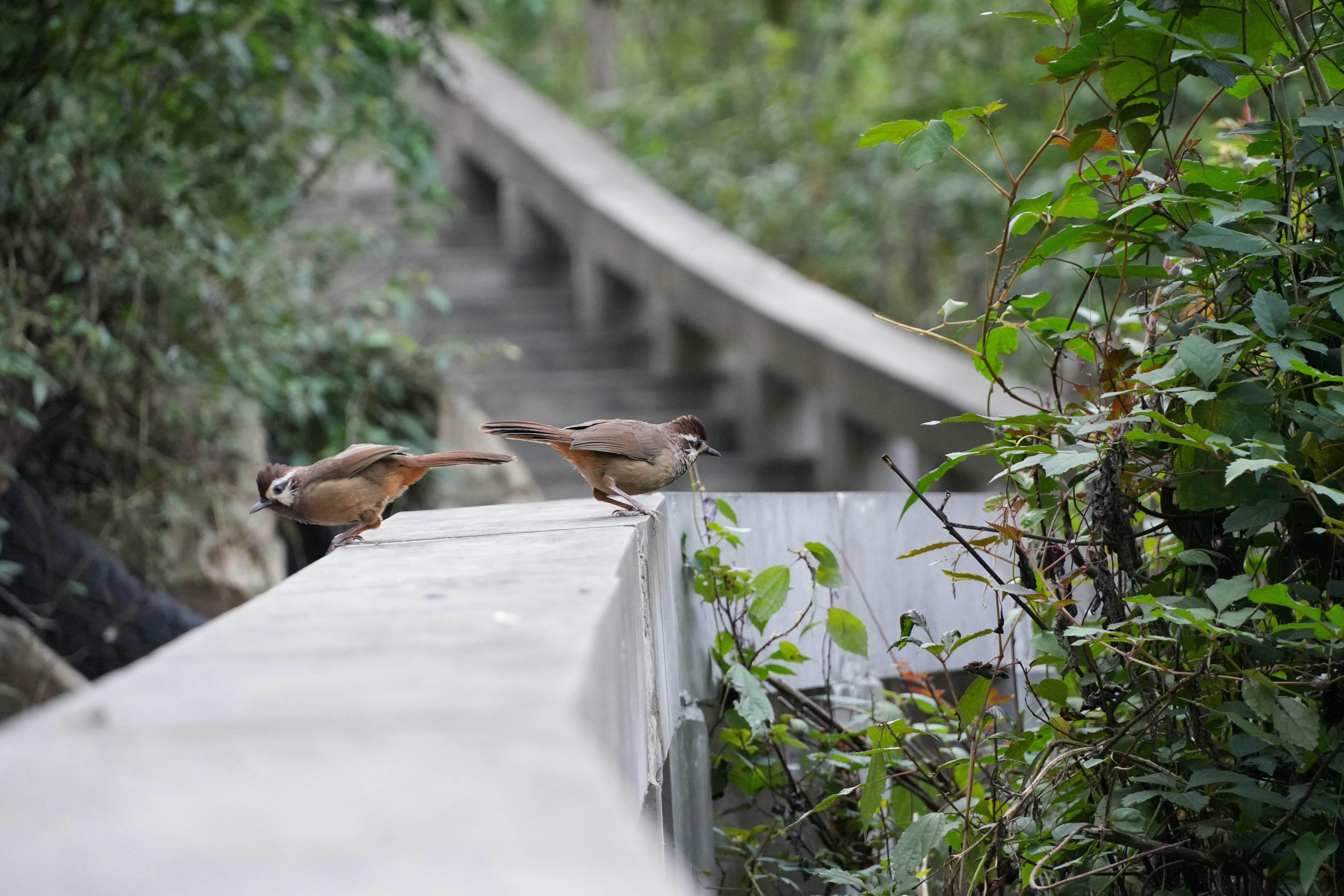 A couple of birds standing on top of a cement wall