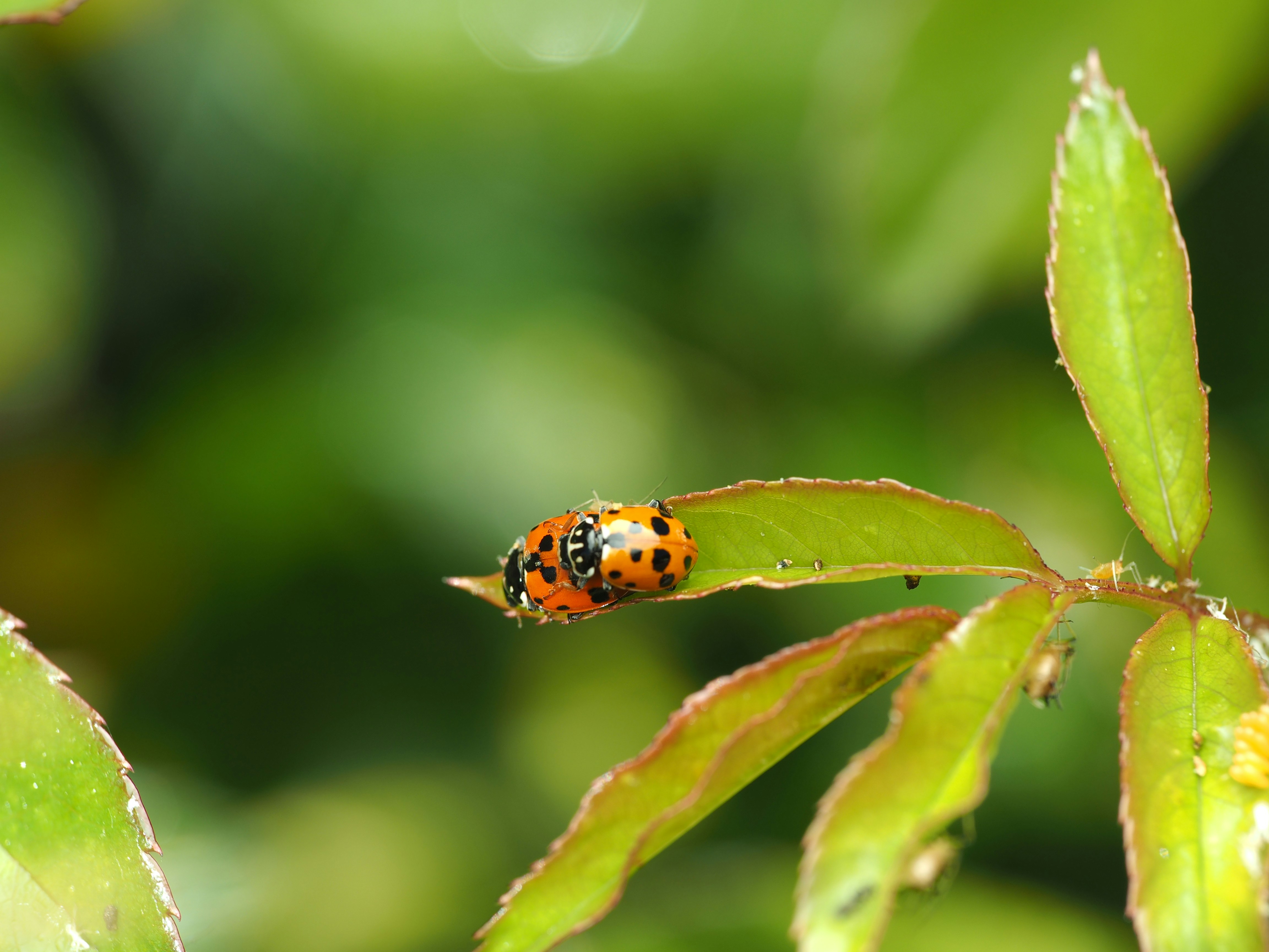 나비 번데기가 녹색 잎사귀에 매달려 있습니다. 사진 – Unsplash의 무료 나비 이미지, image size:3000x2250