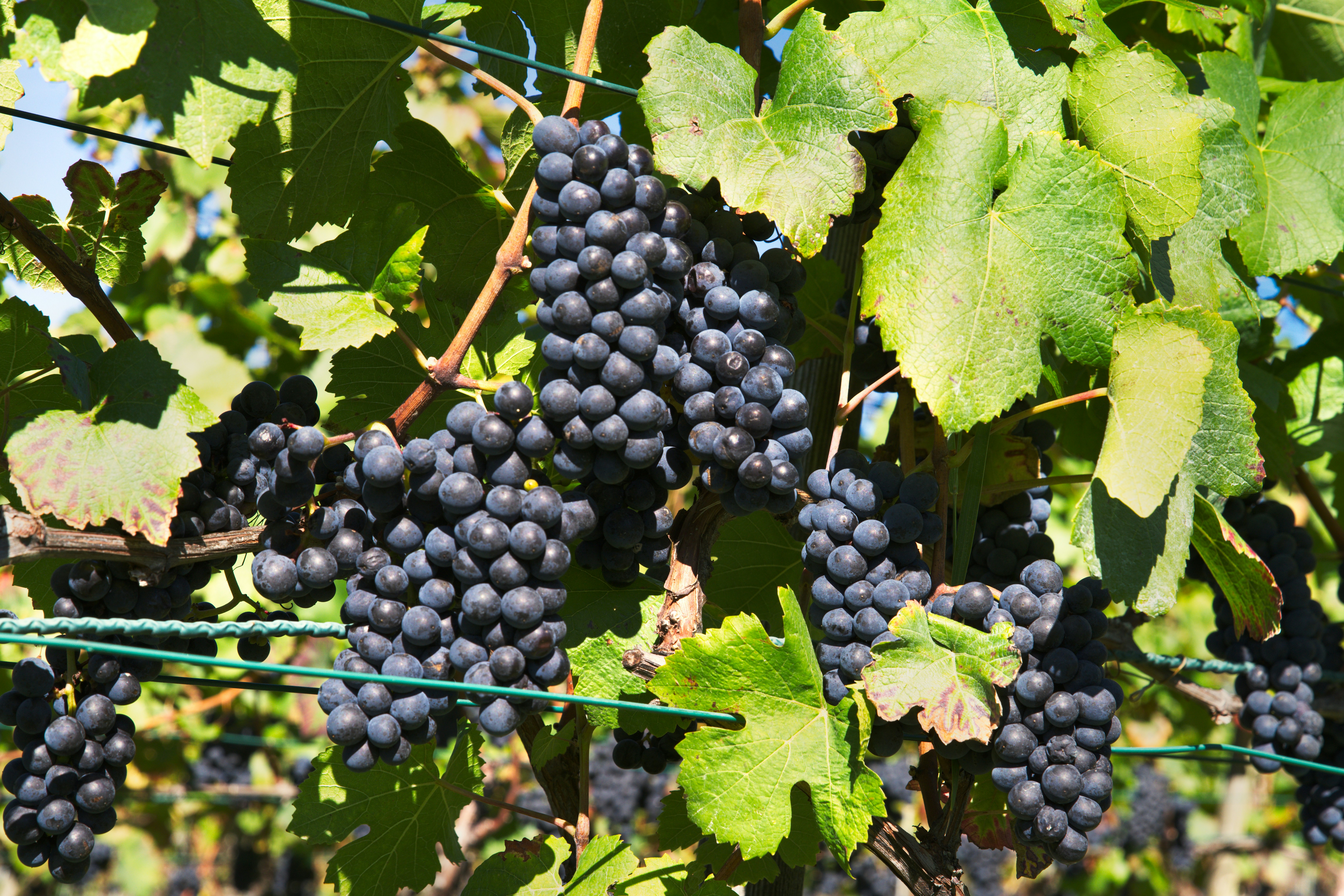 Our Selection of Five Exceptional Pinot Noir Wines