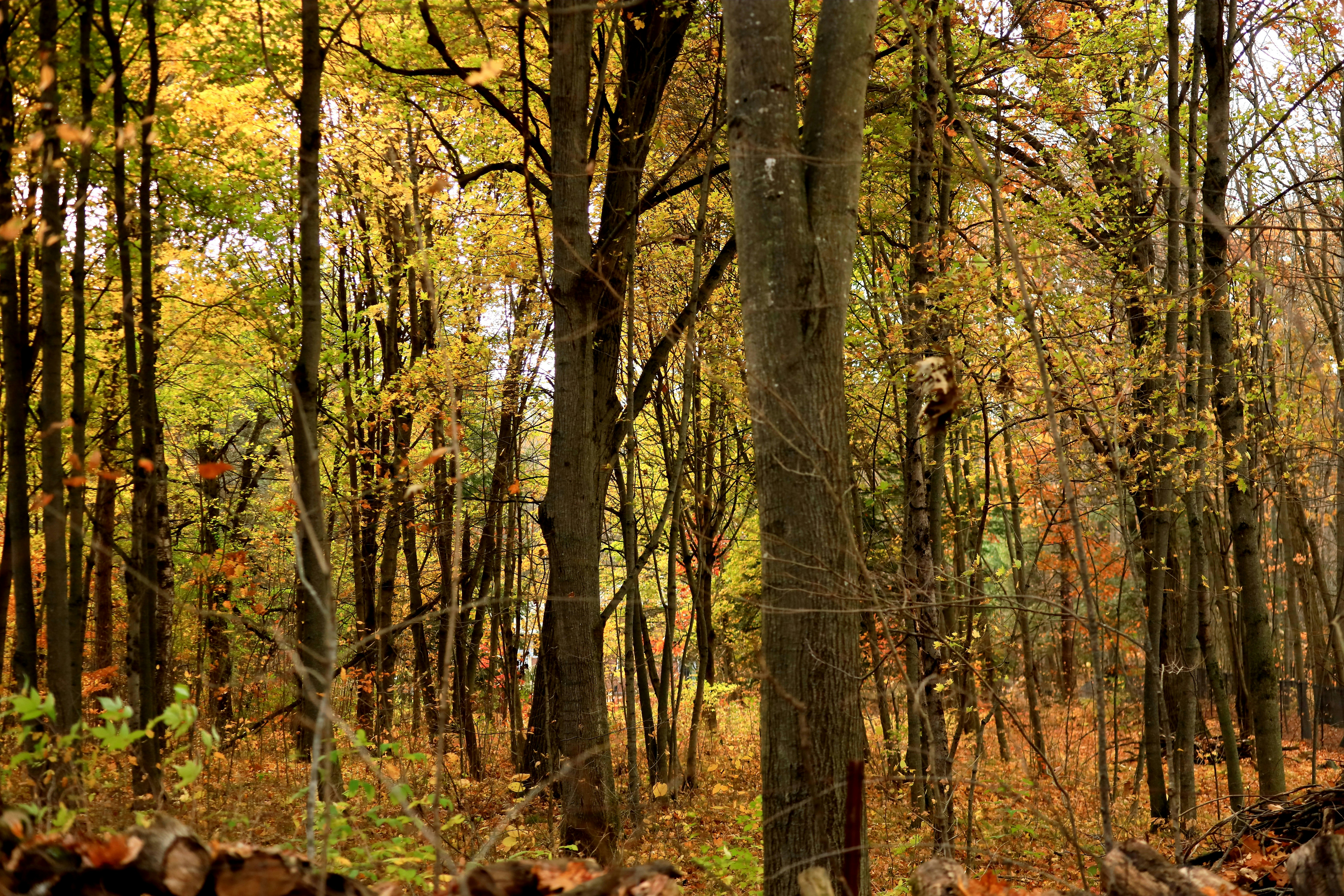 Photo by richardworks