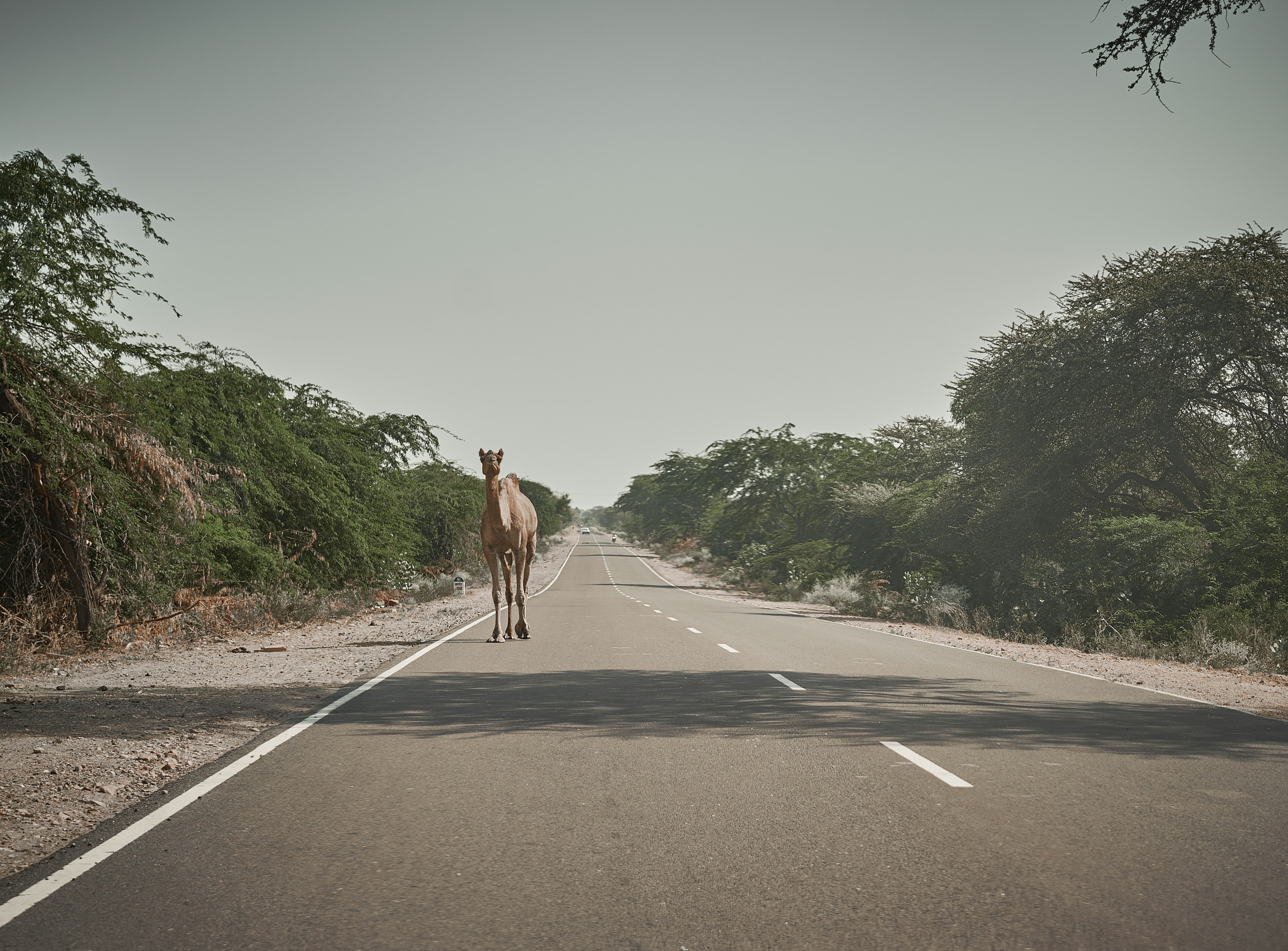 Photograph by Ashwini Chaudhary