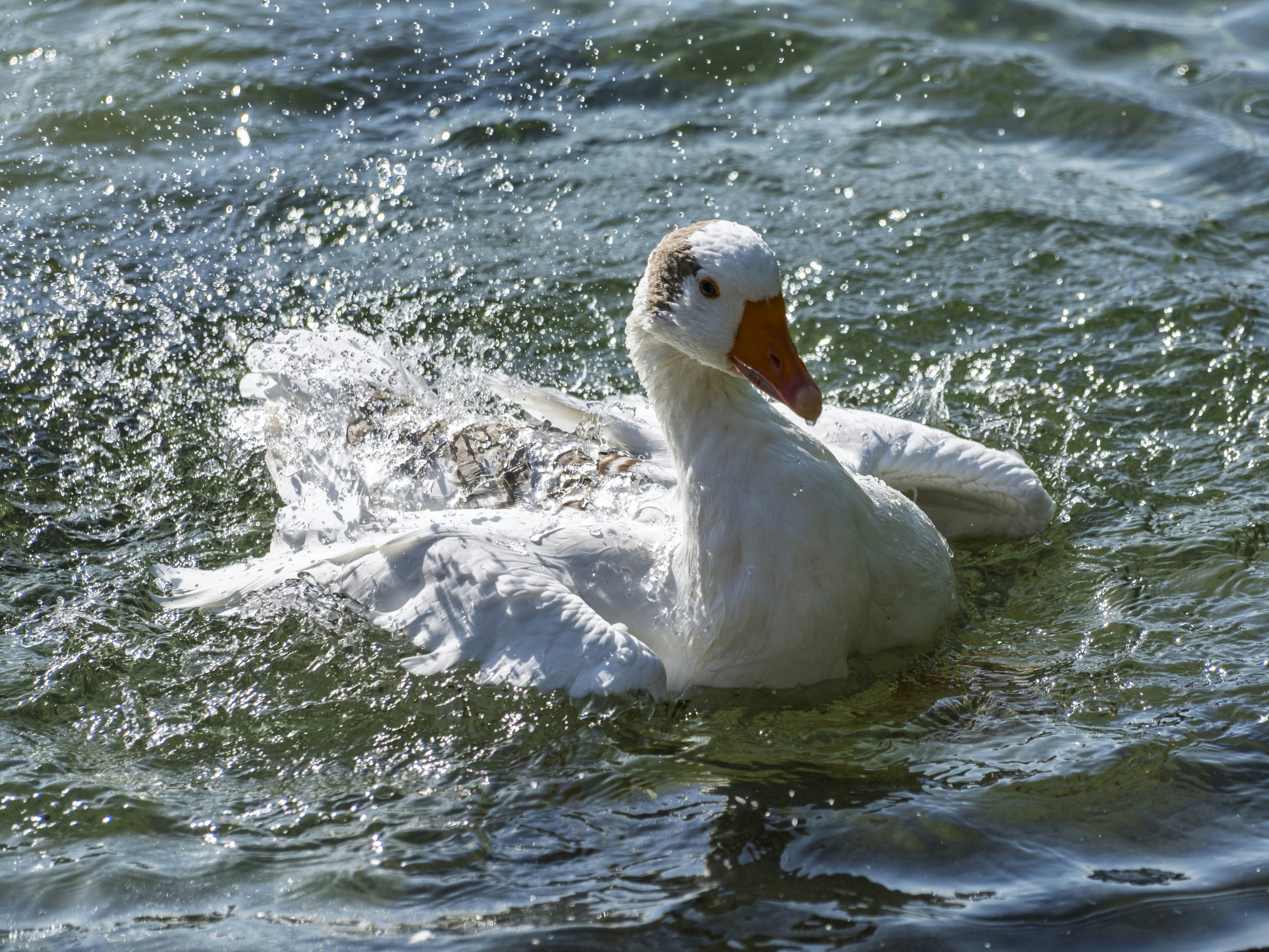 Photo by enginakyurt