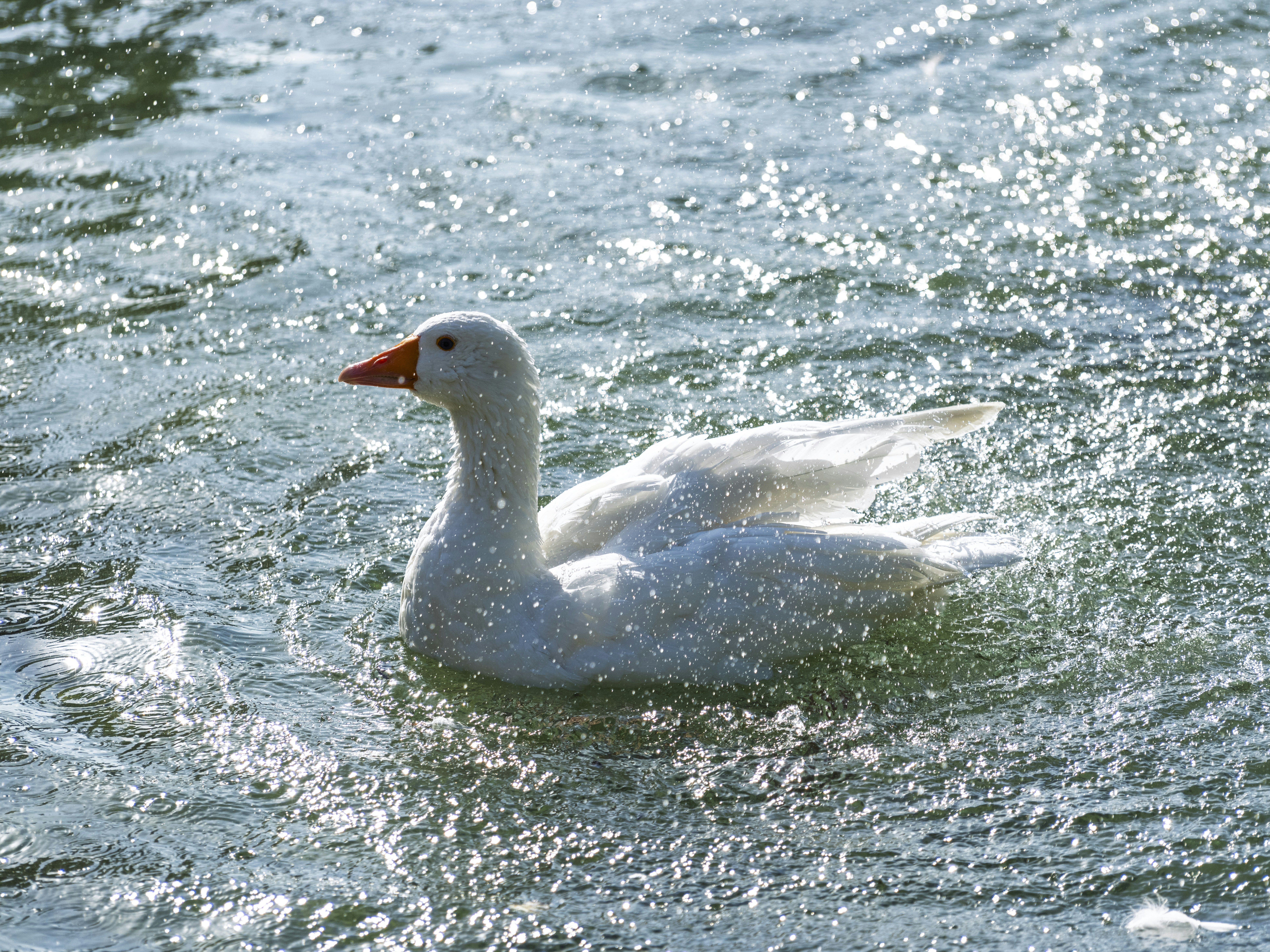 Photo by enginakyurt