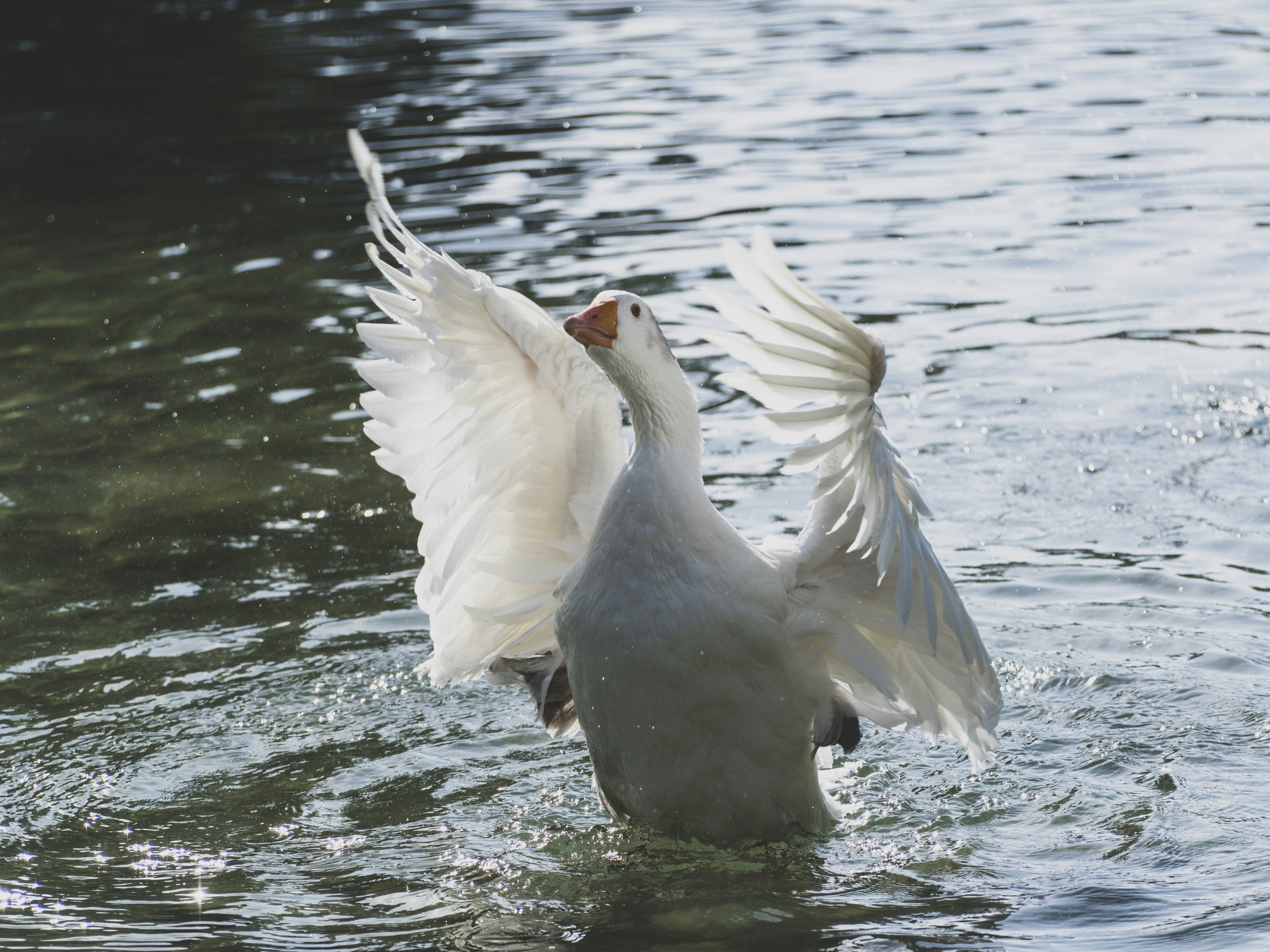 Photo by enginakyurt