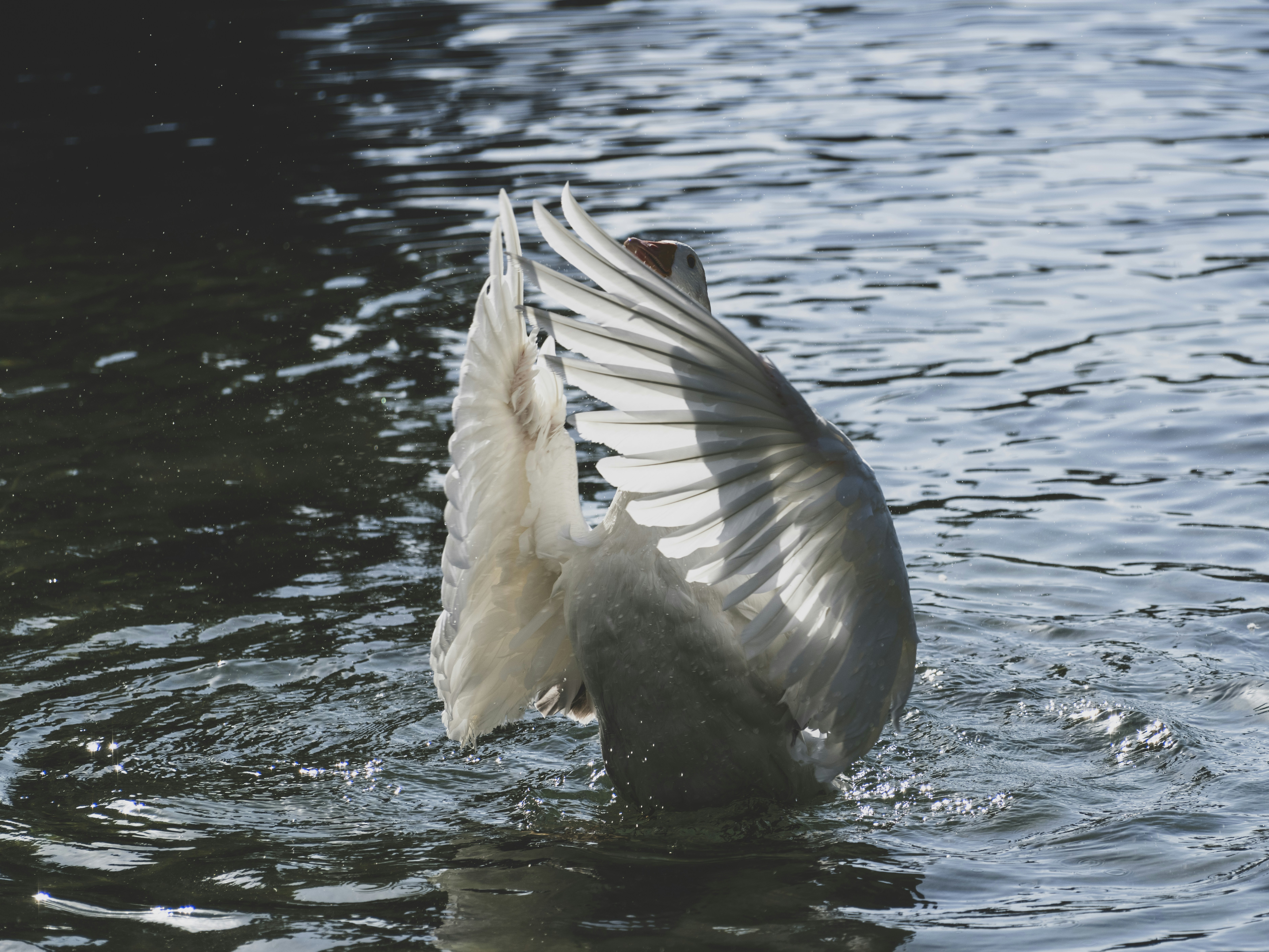 Photo by enginakyurt