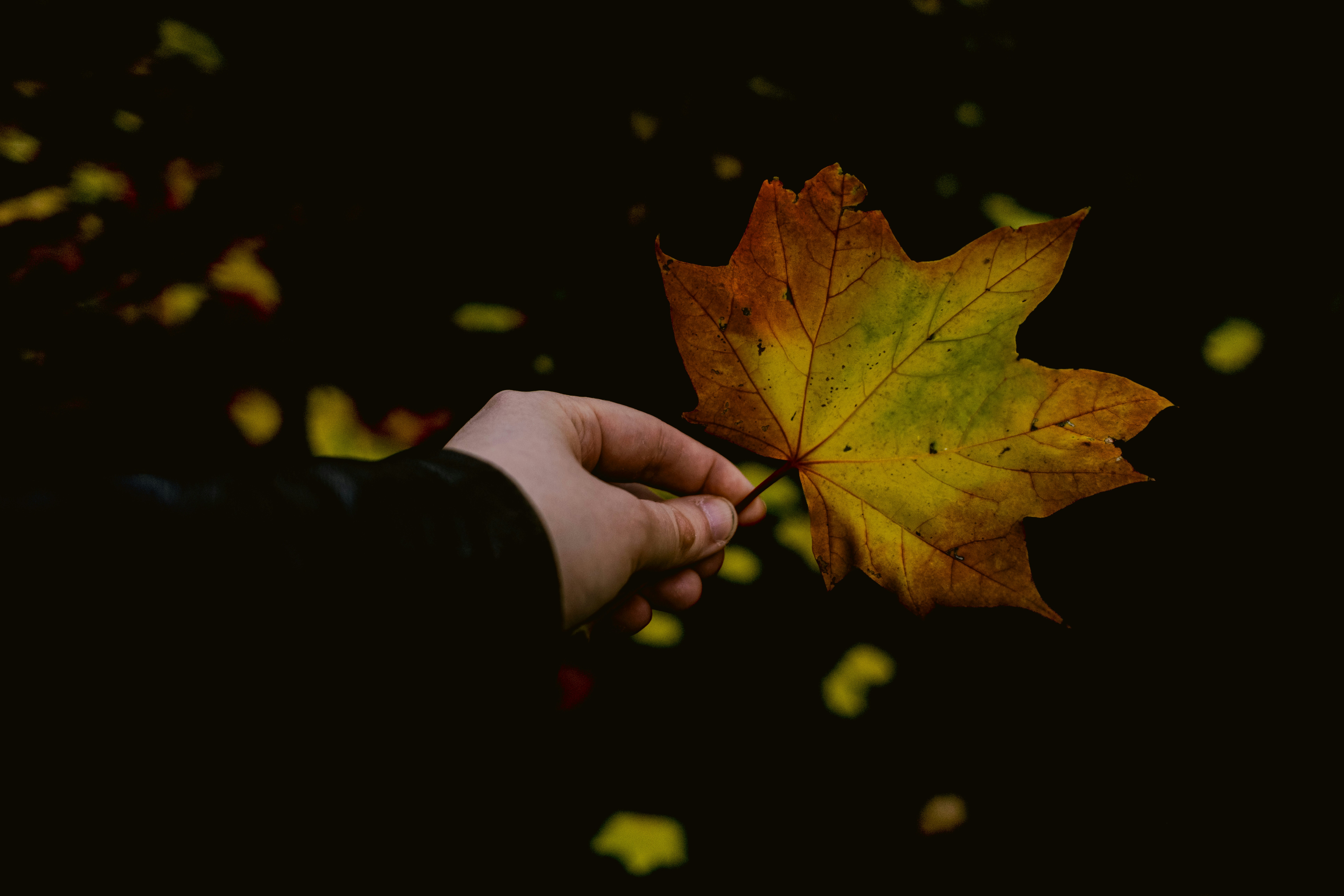 Thursday FTB: Four Nations, Four Leafs