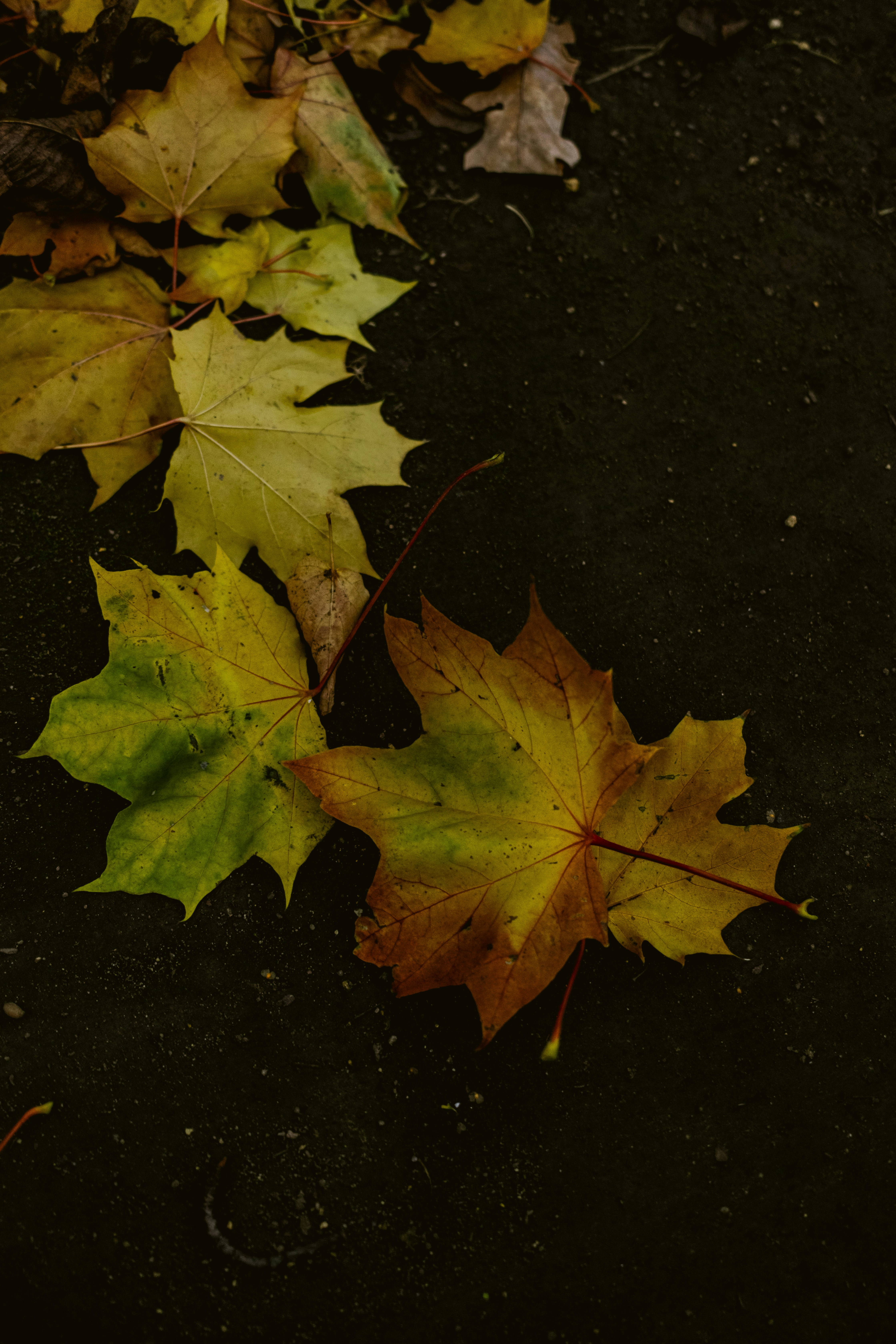 Photo by stef_enheart