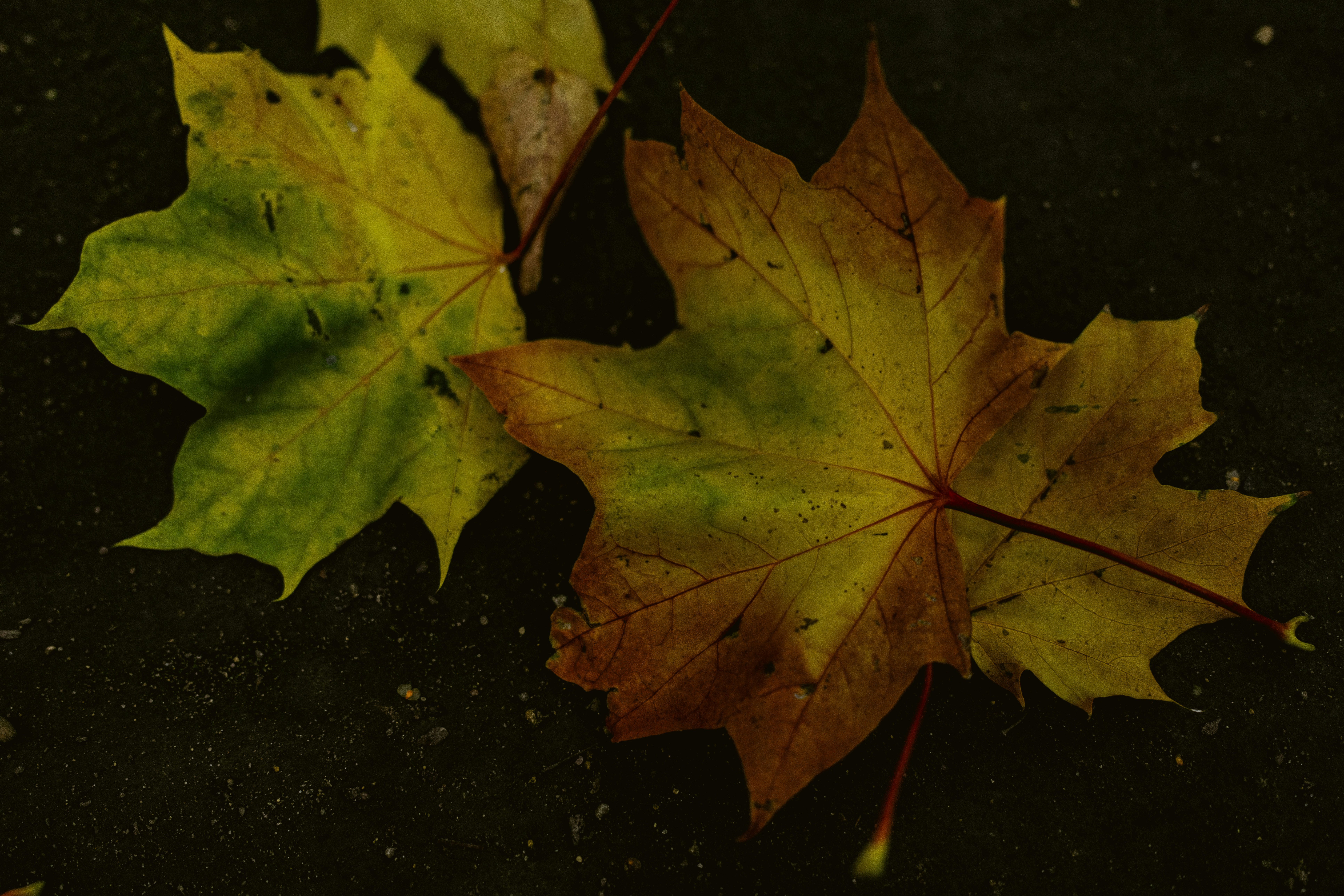 Photo by stef_enheart