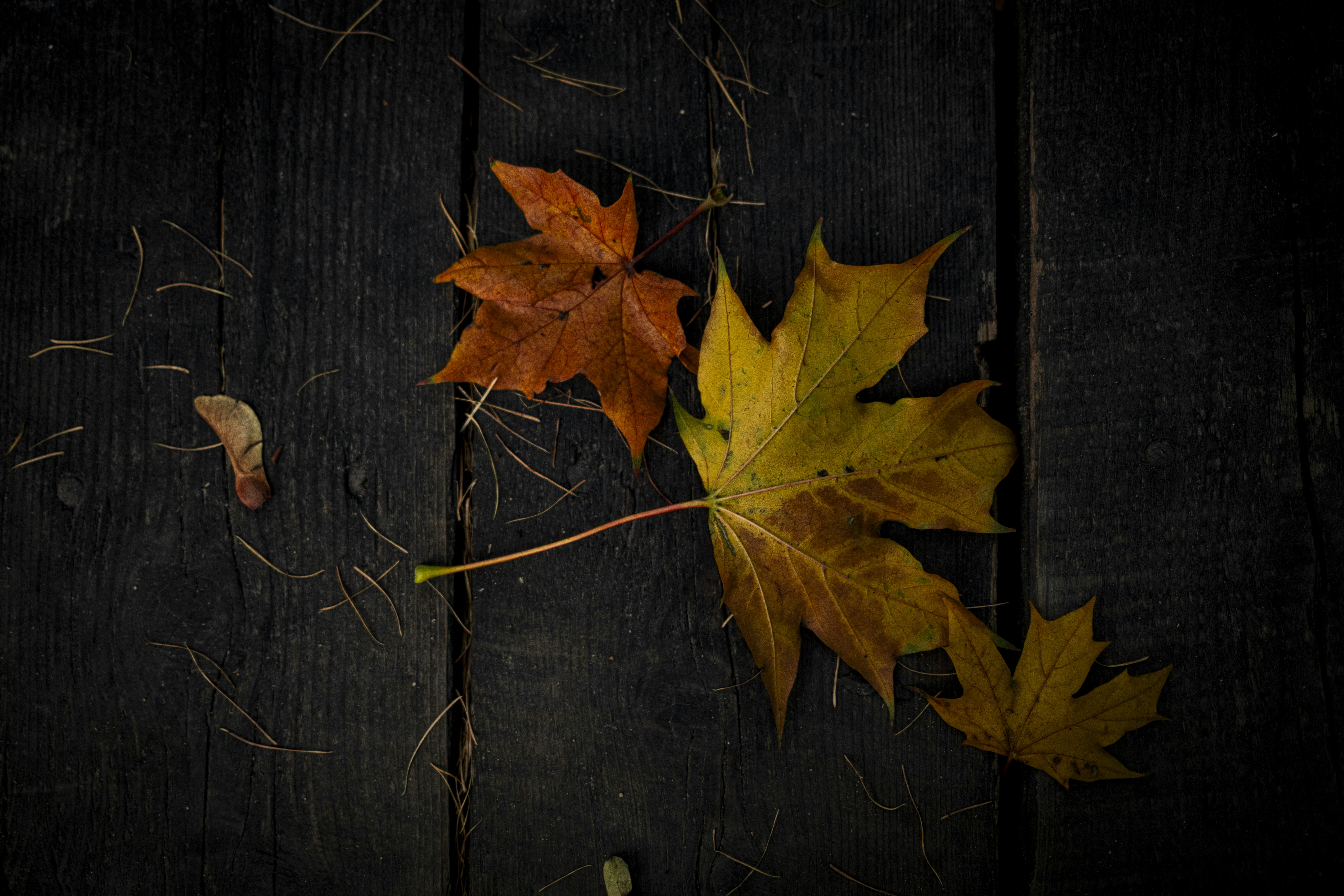 Photo by stef_enheart