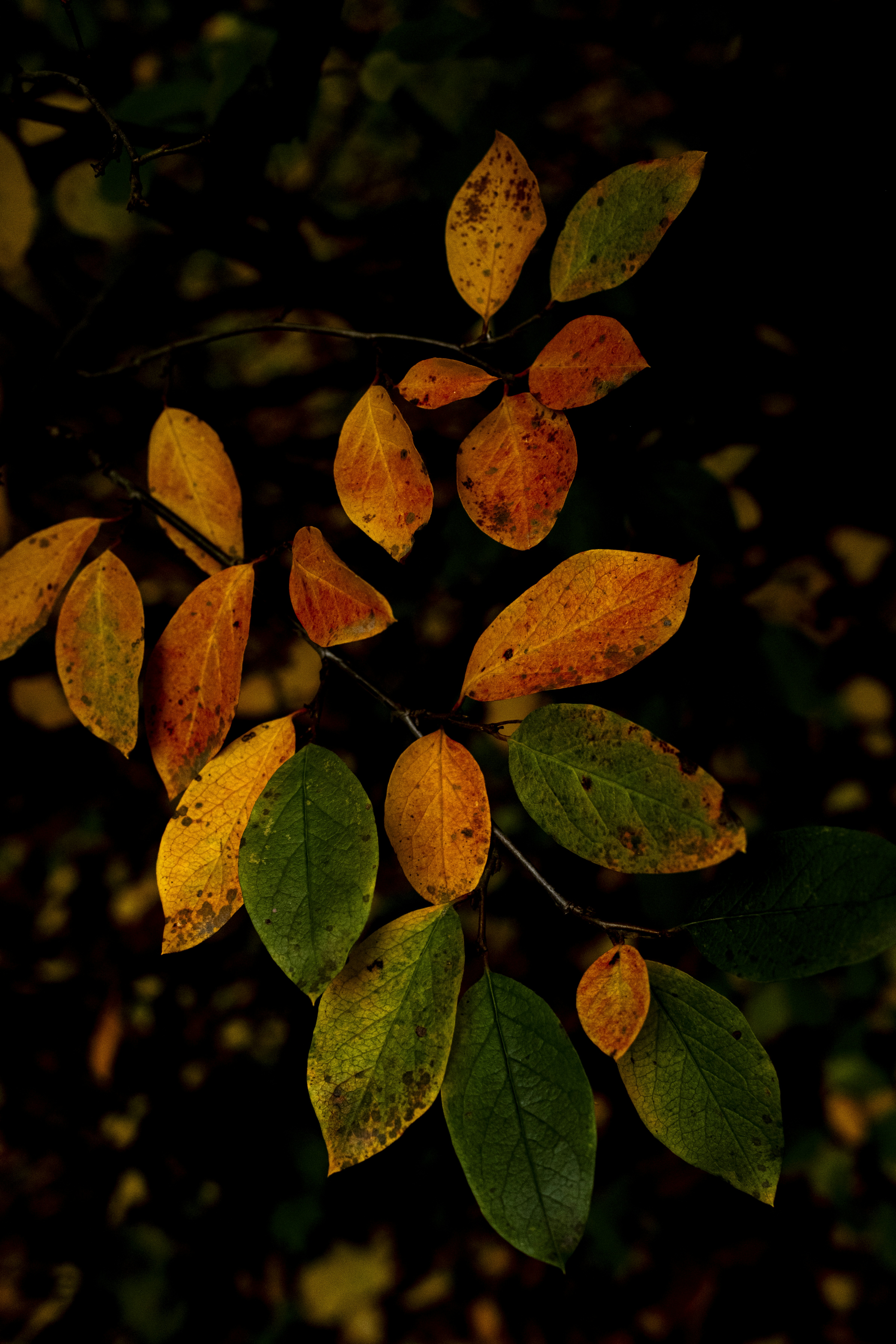 Photo by stef_enheart