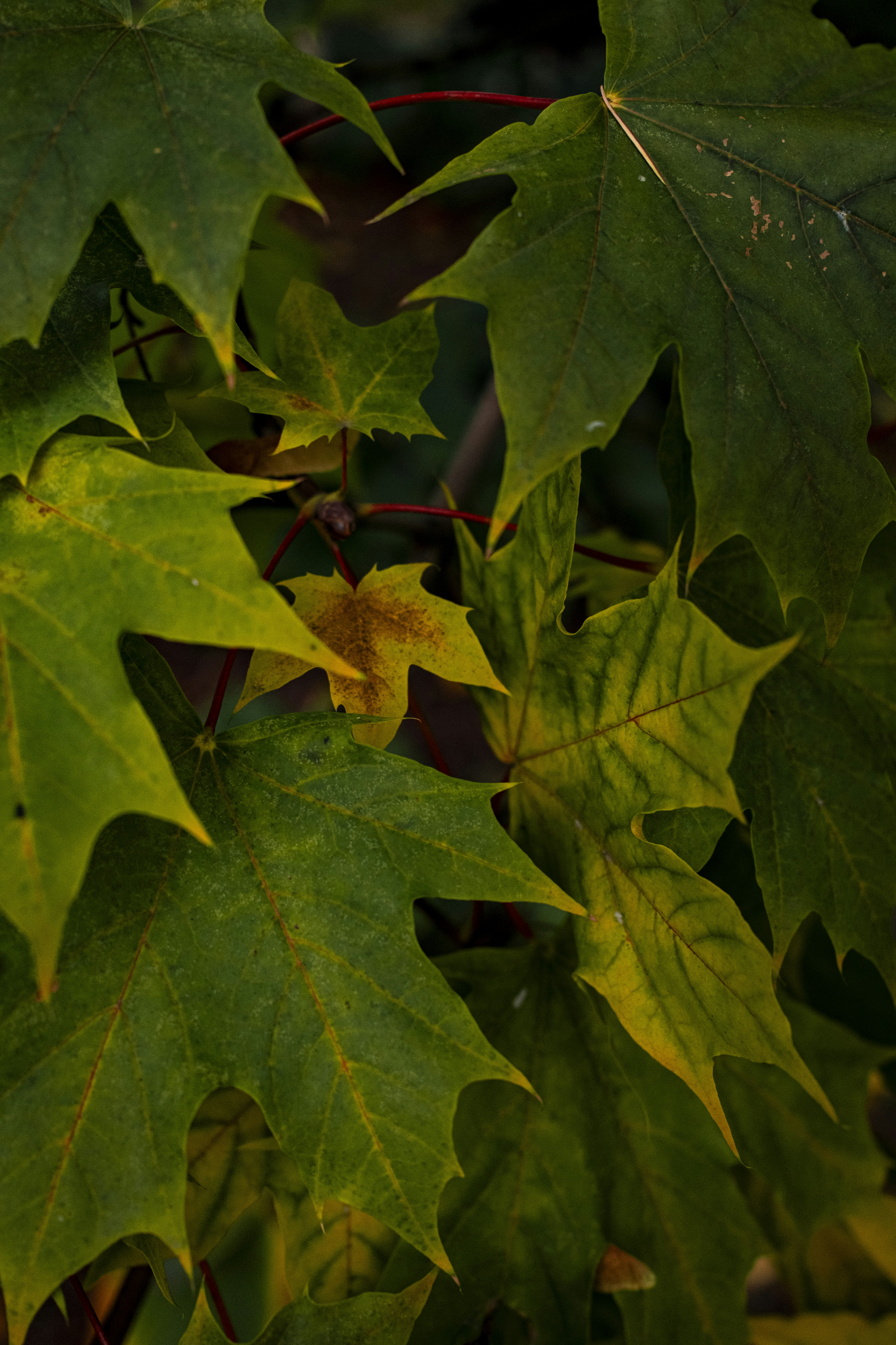 Photo by stef_enheart