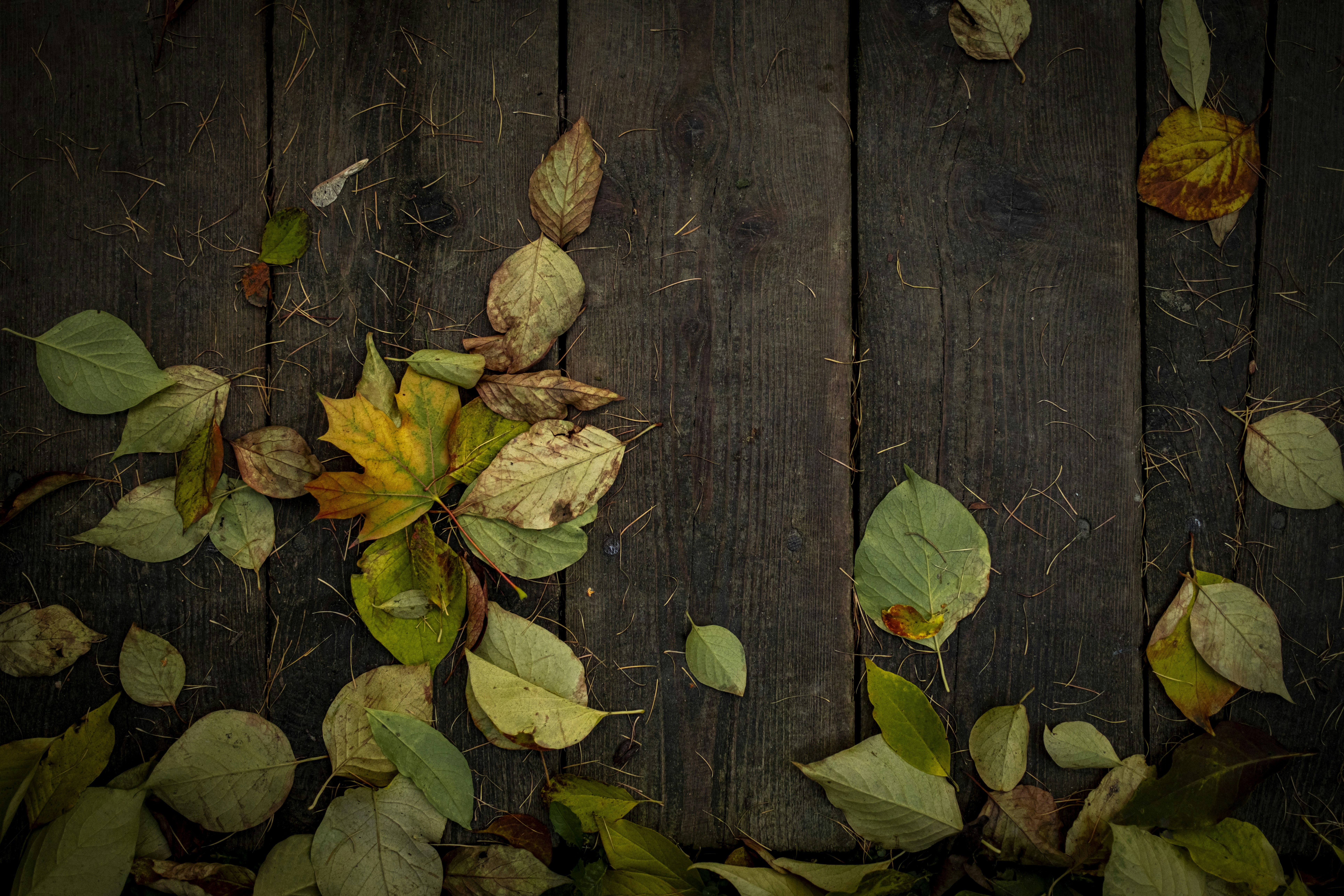 Photo by stef_enheart