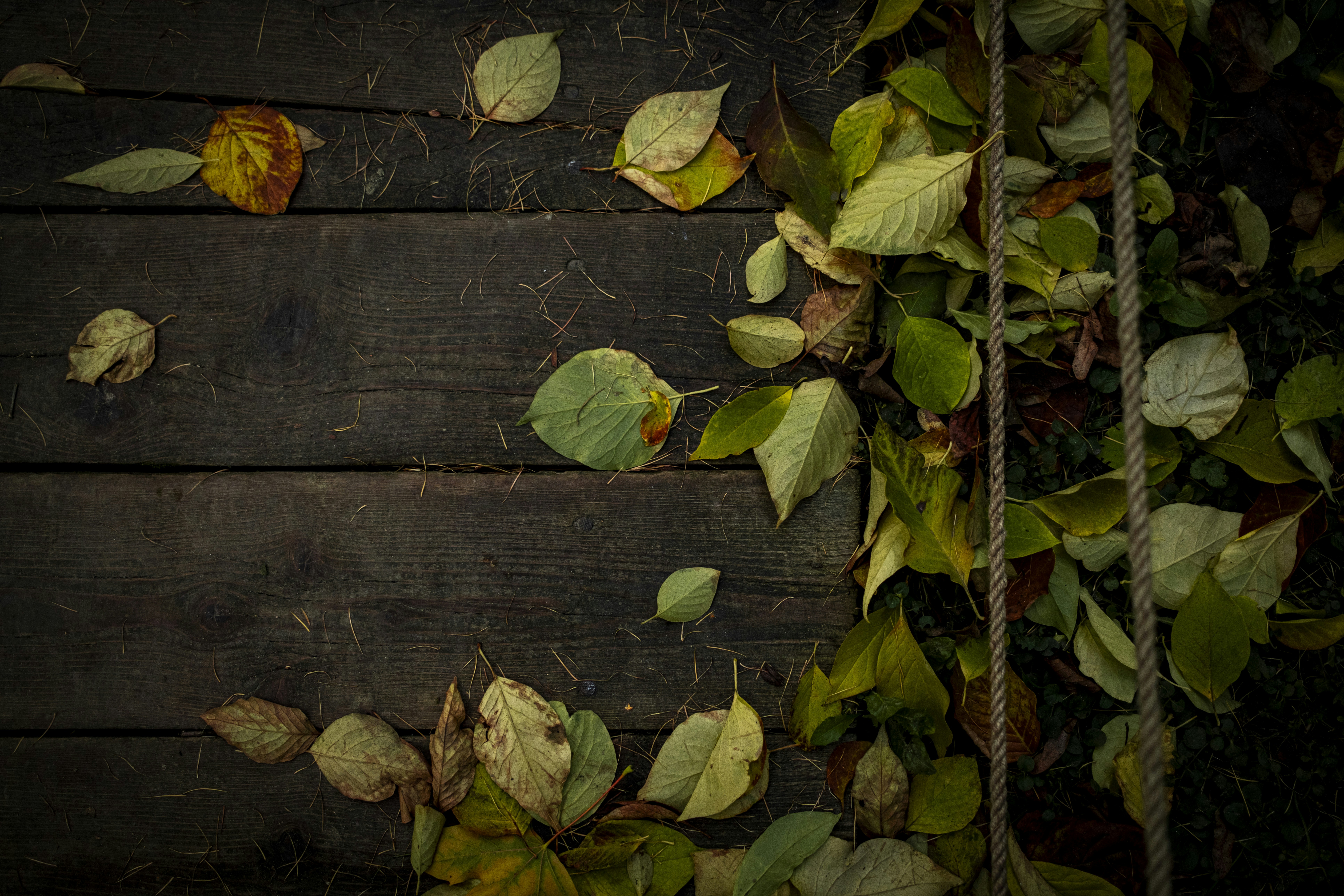 Photo by stef_enheart