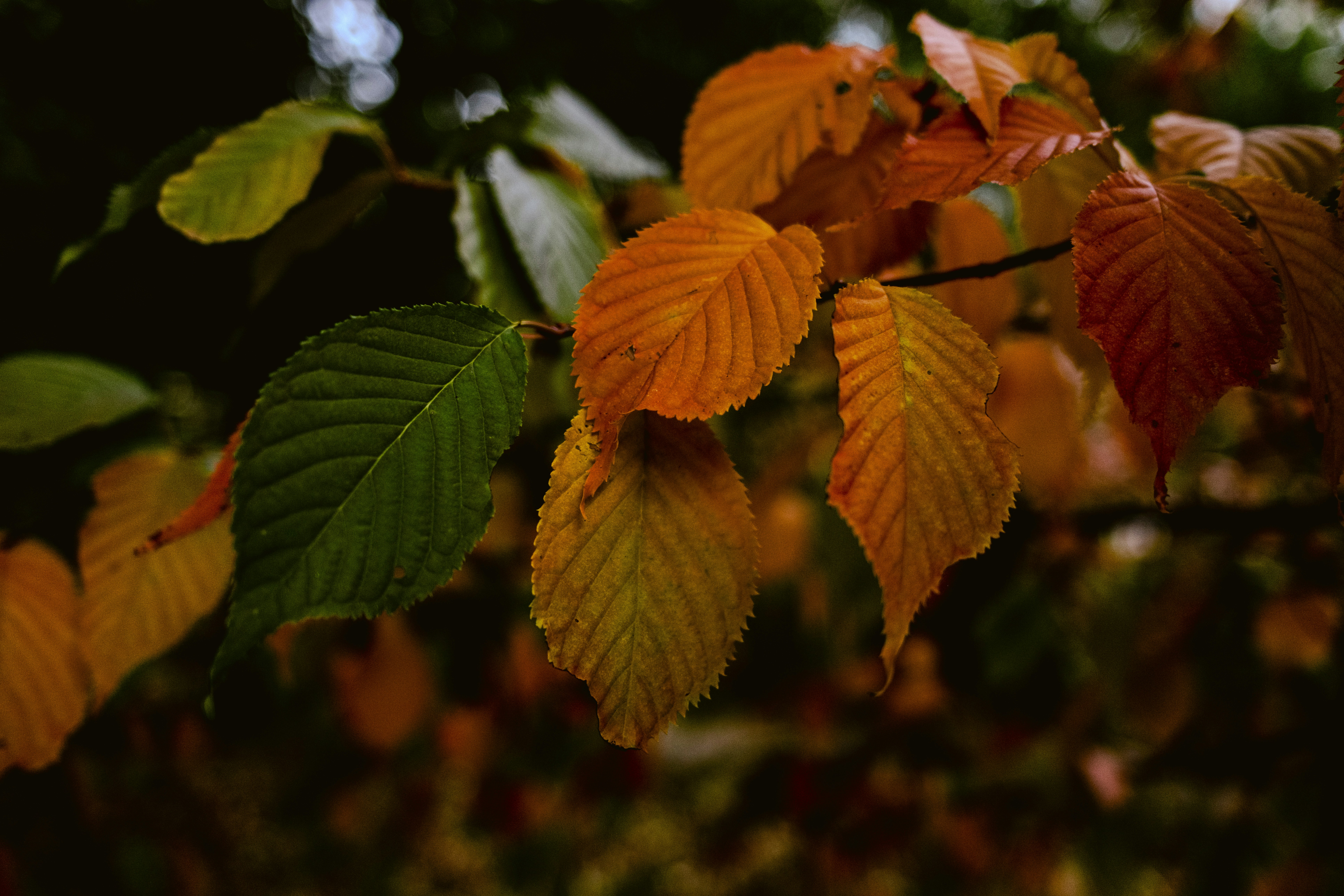 Photo by stef_enheart