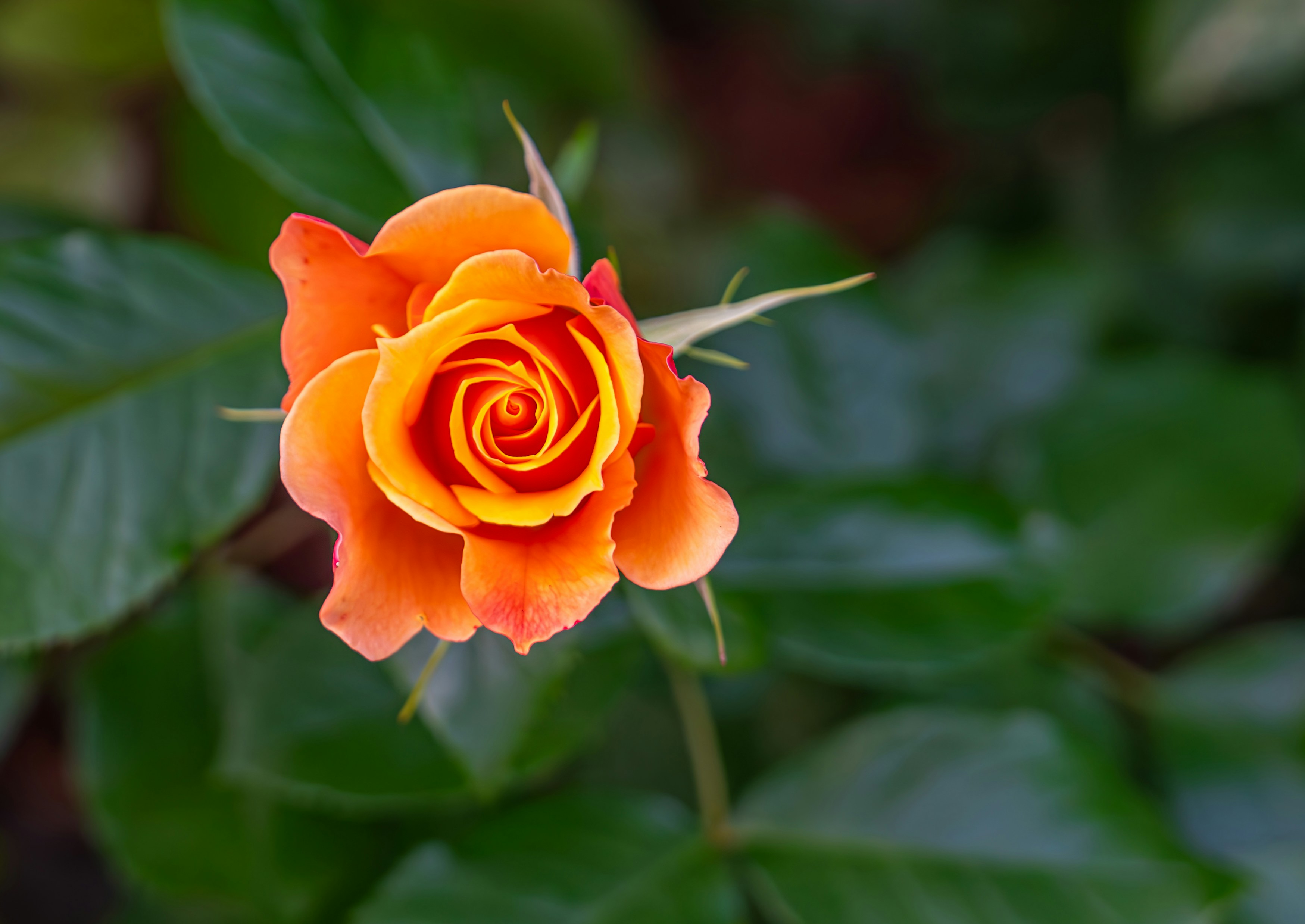 Photo by fortuitousfoto