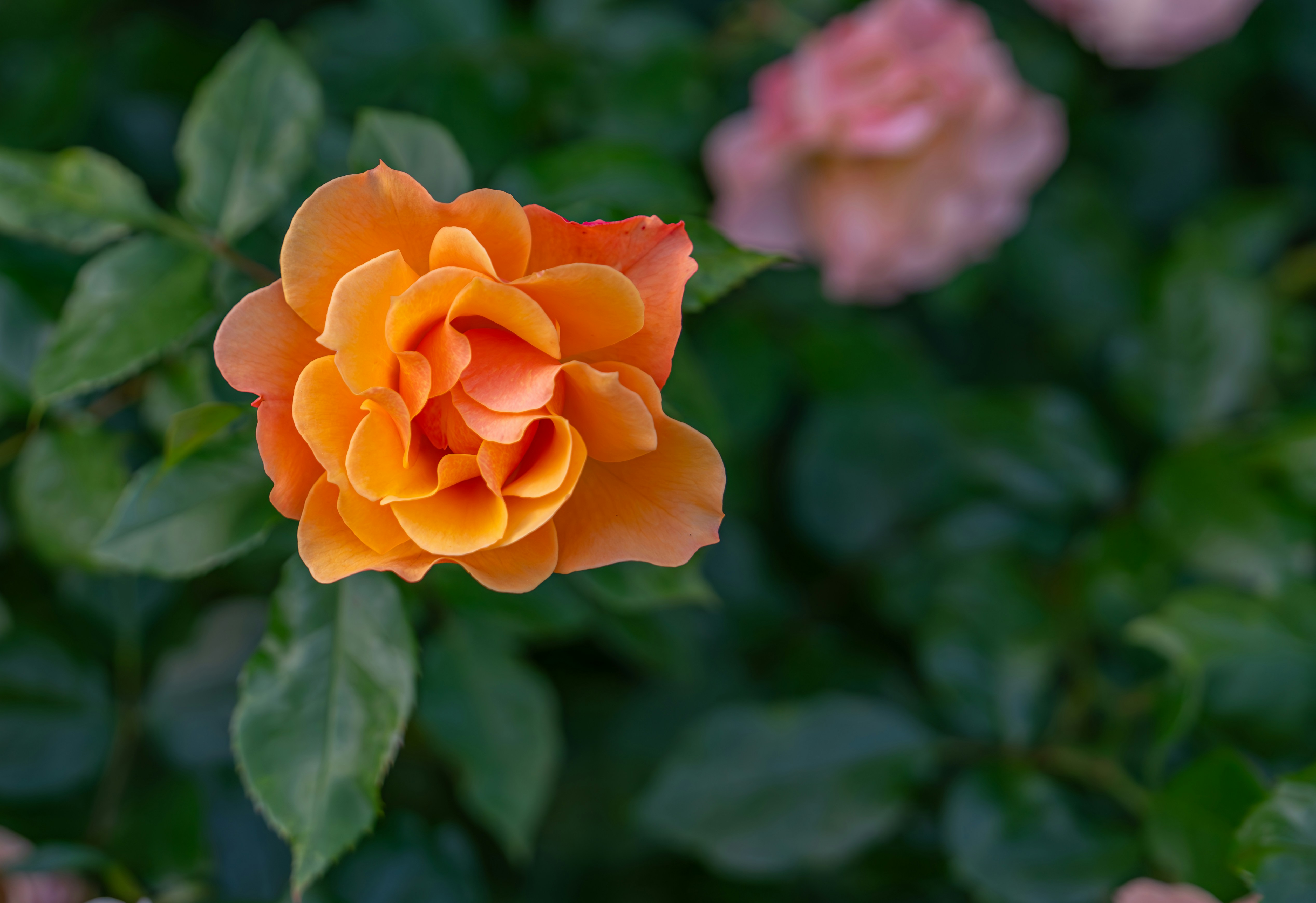 Photo by fortuitousfoto