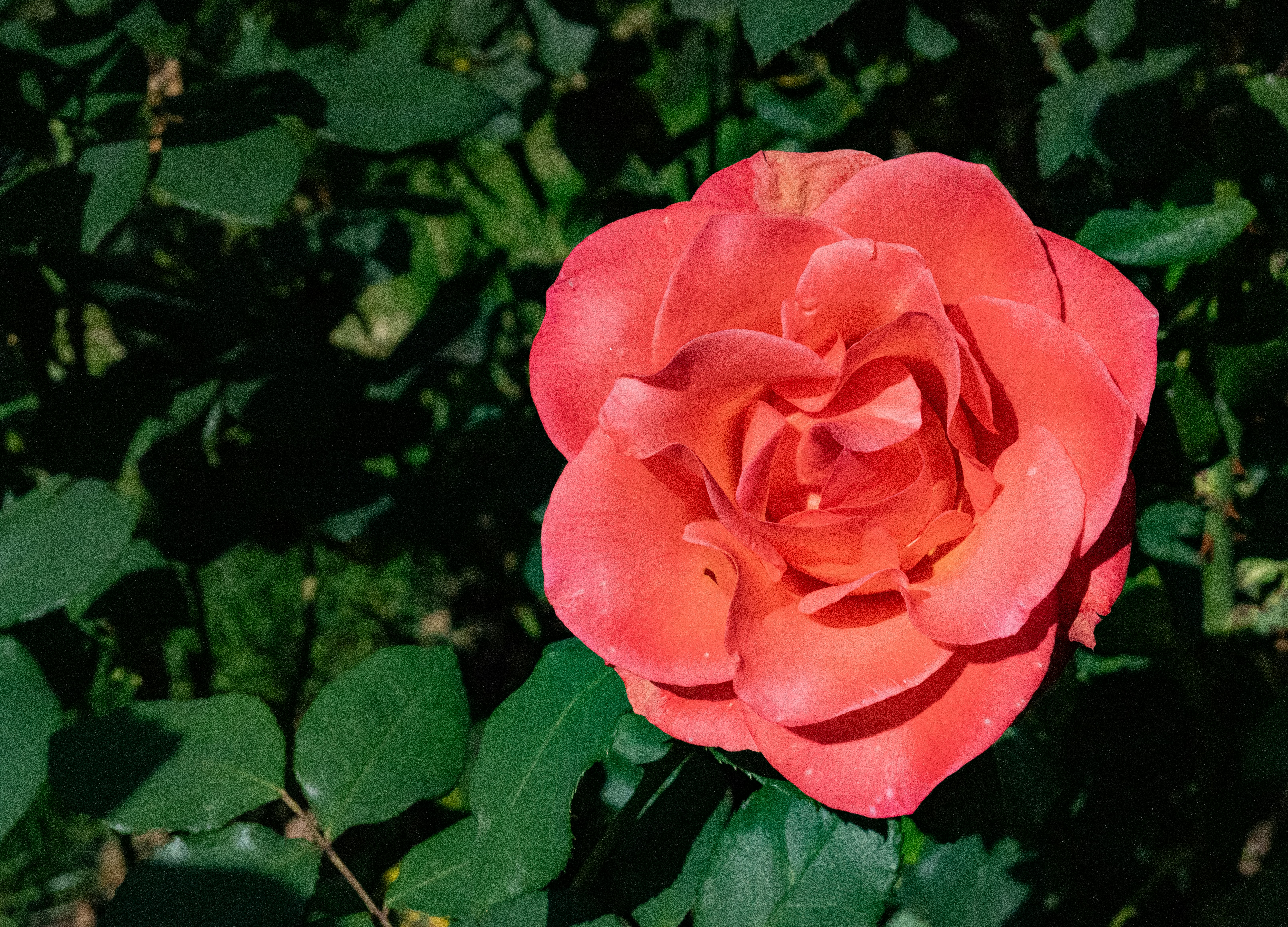 Photo by fortuitousfoto