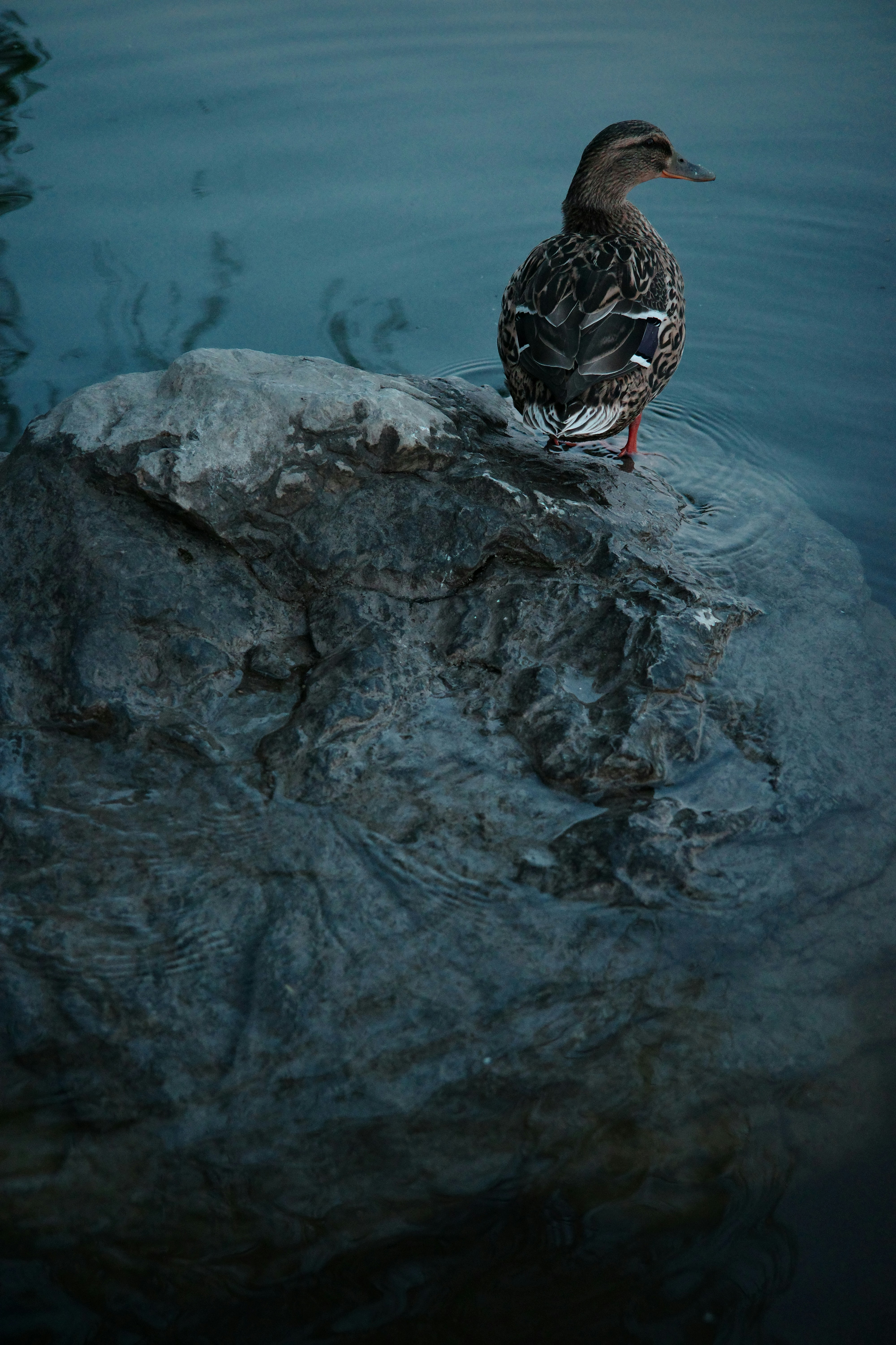 Photo by dynamicwang