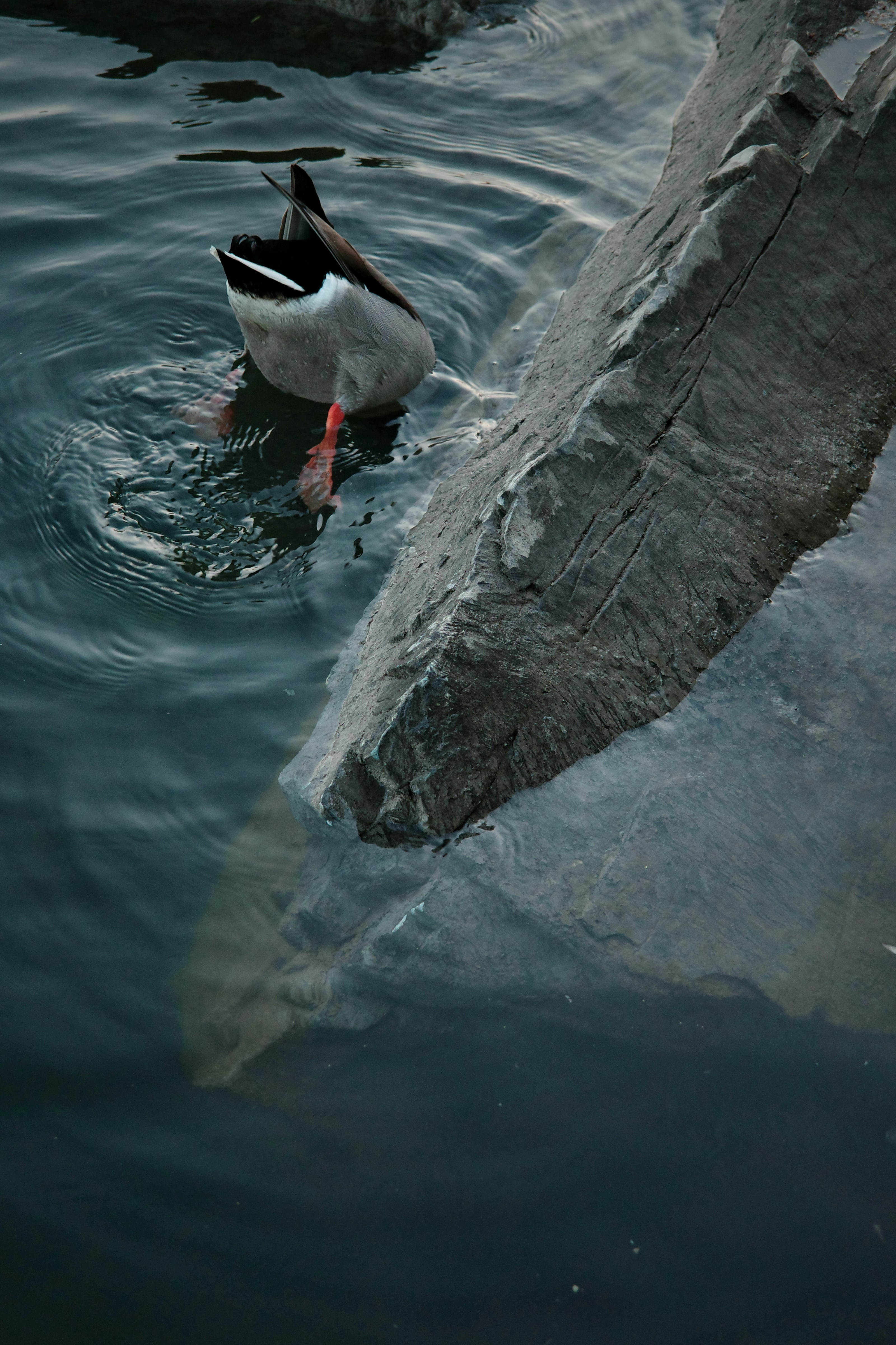 Photo by dynamicwang