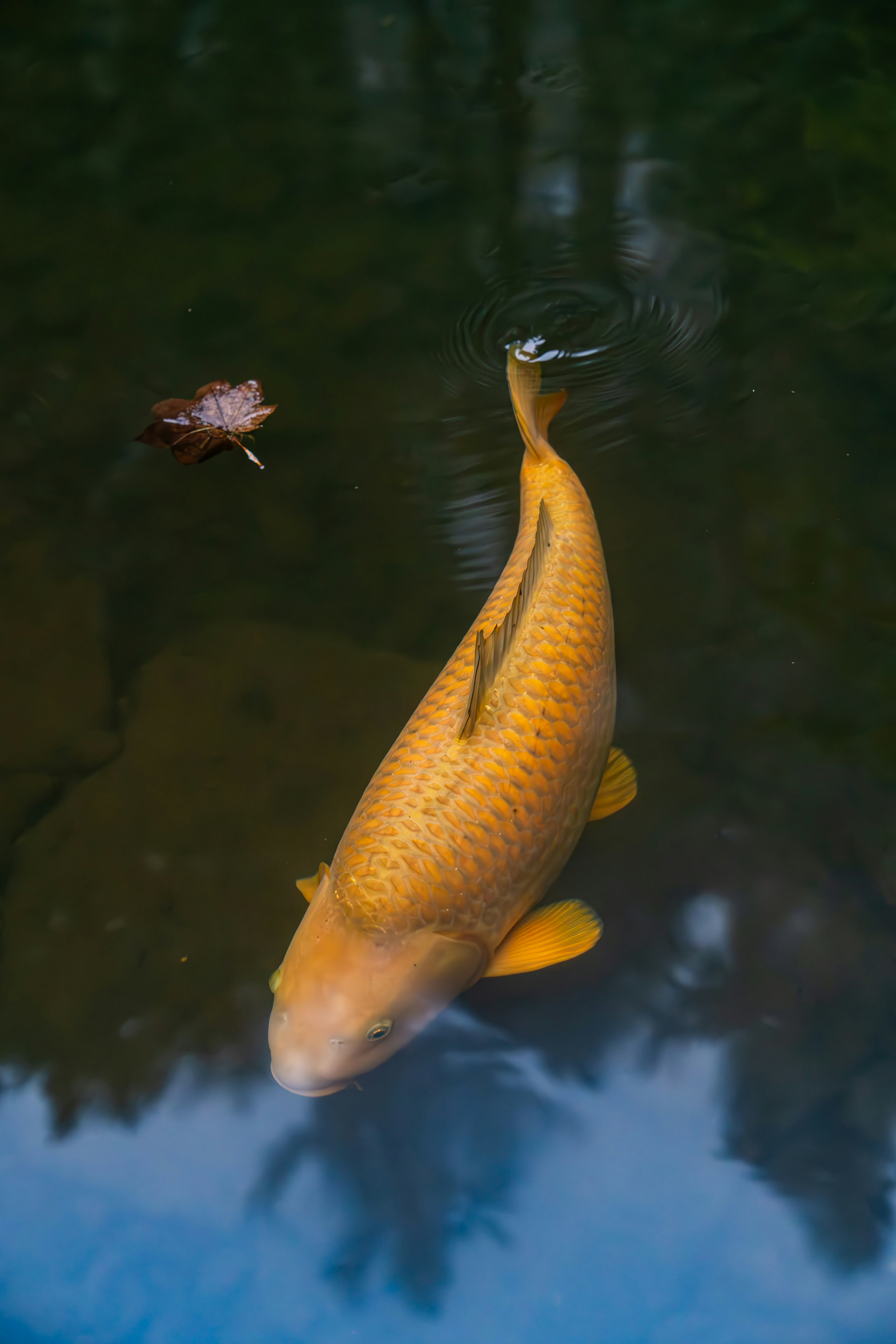 A fish swimming in a pond with a leaf floating in it