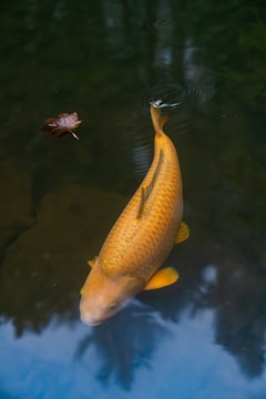 A fish swimming in a pond with a leaf floating in it