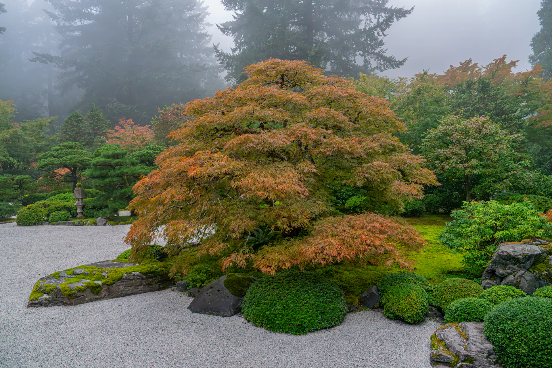 Raked gravel and moss garden with a maple on a foggy day