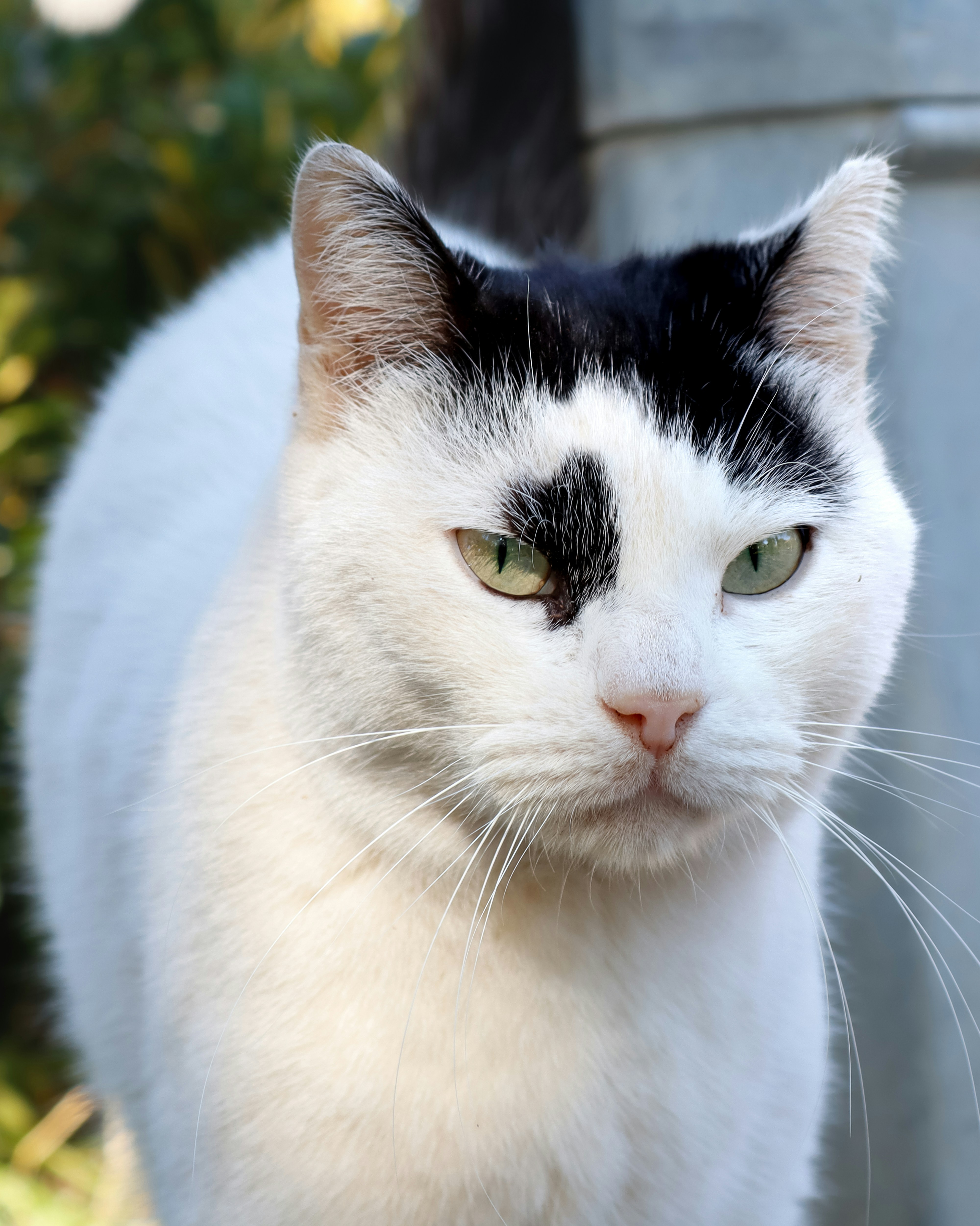 A black and white cat with green eyes photo – Free Buca/i̇zmir Image on ...