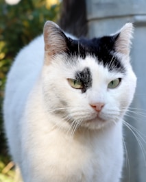 A black and white cat with green eyes