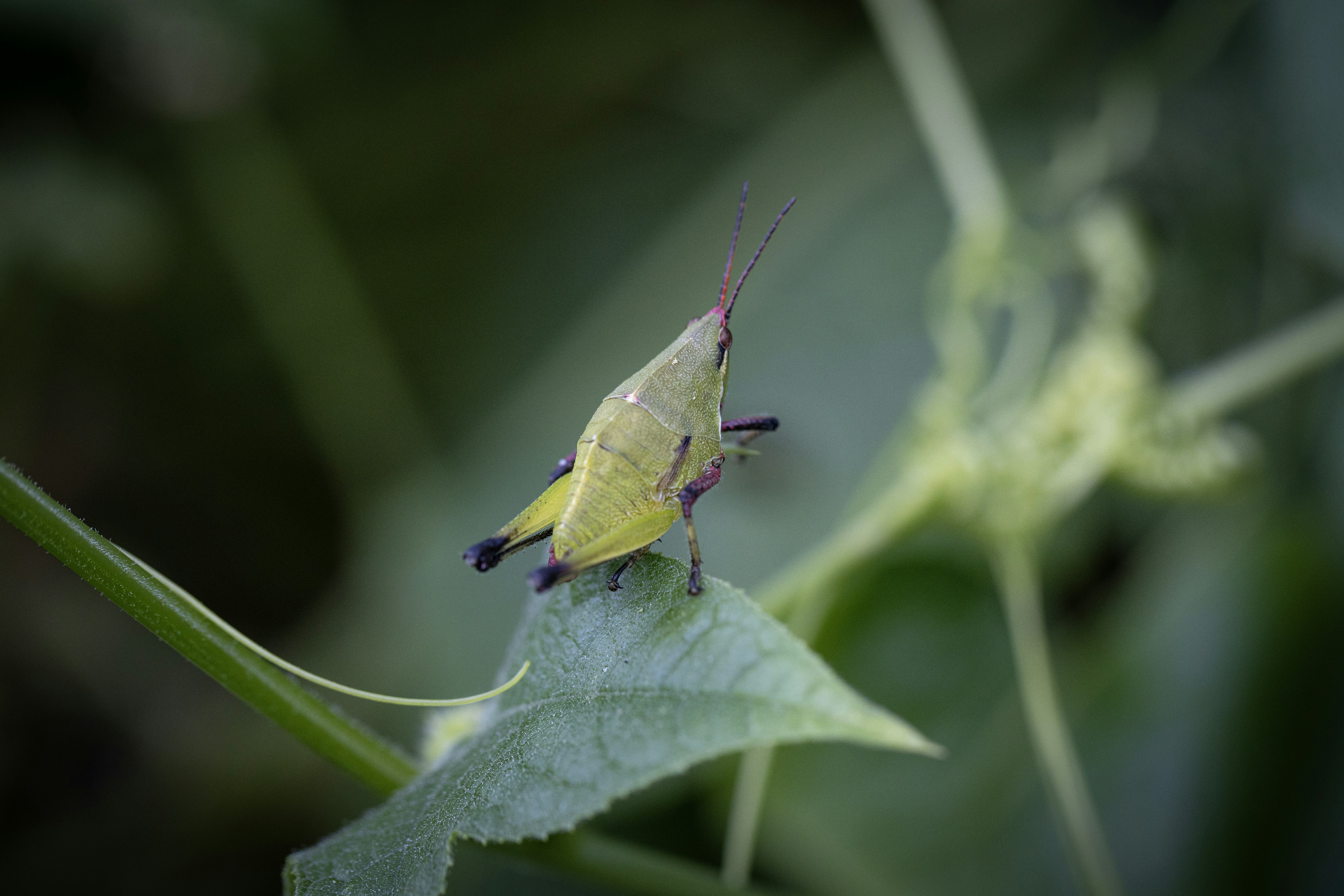A bug sitting on top of a green leaf