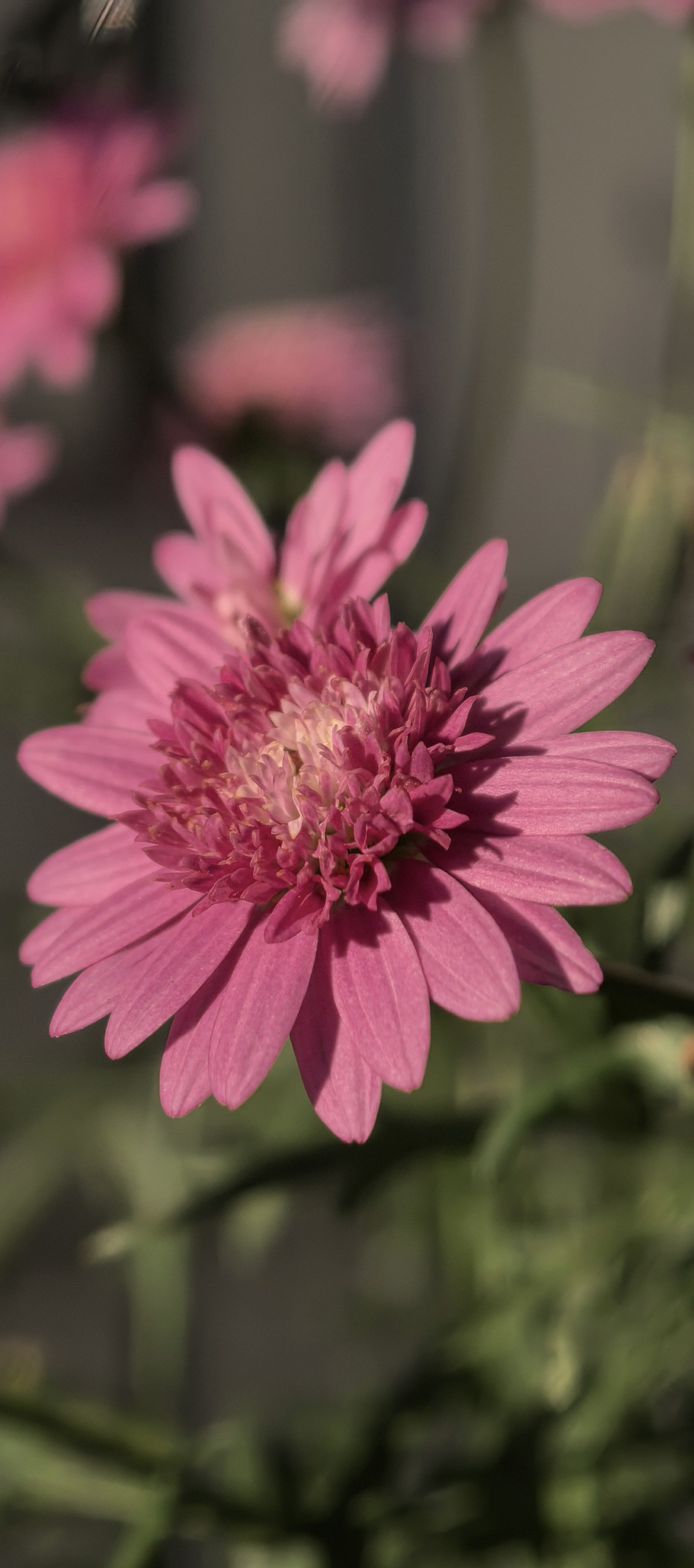 Photo by lisakvictor