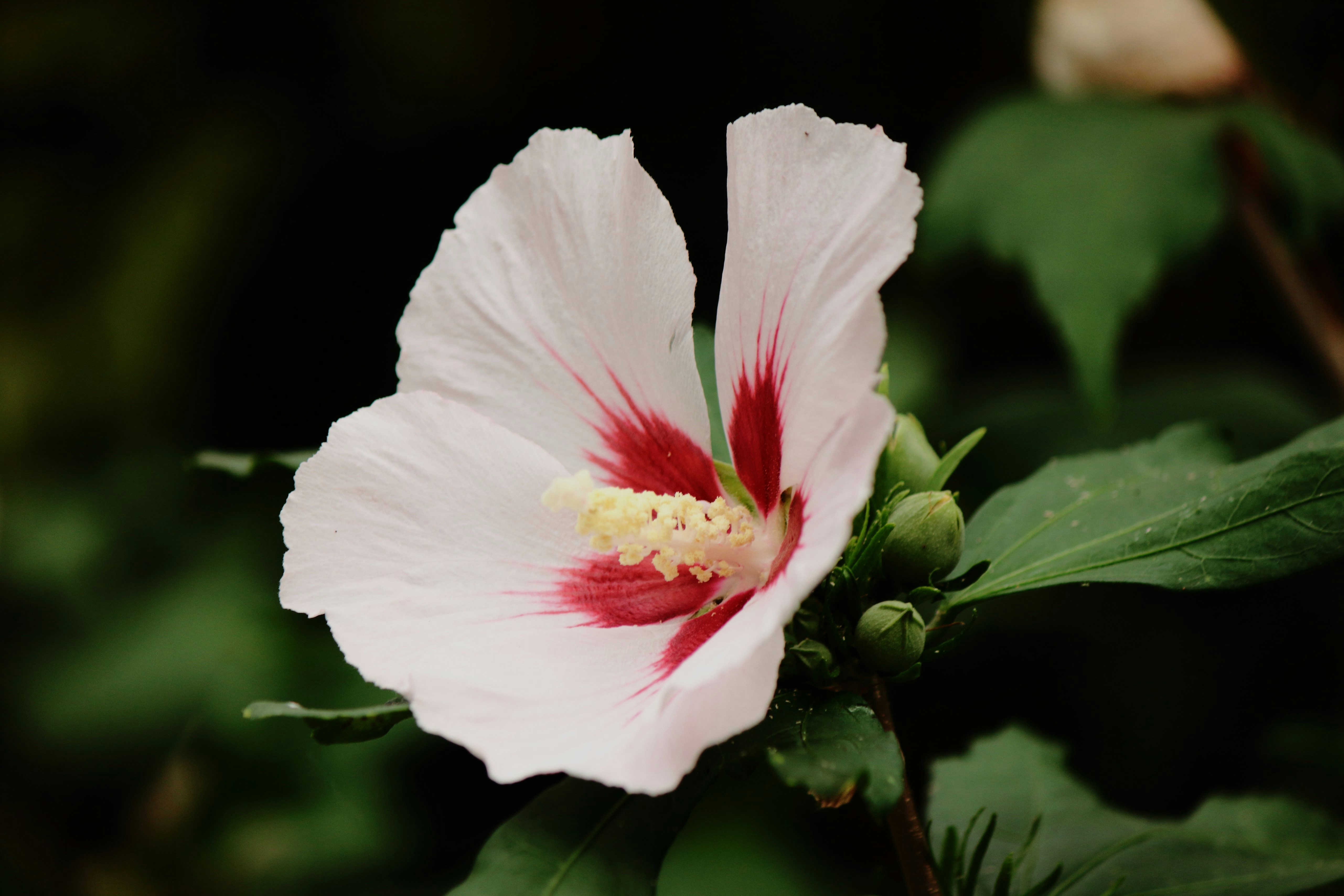 Photo by cengizozarpat