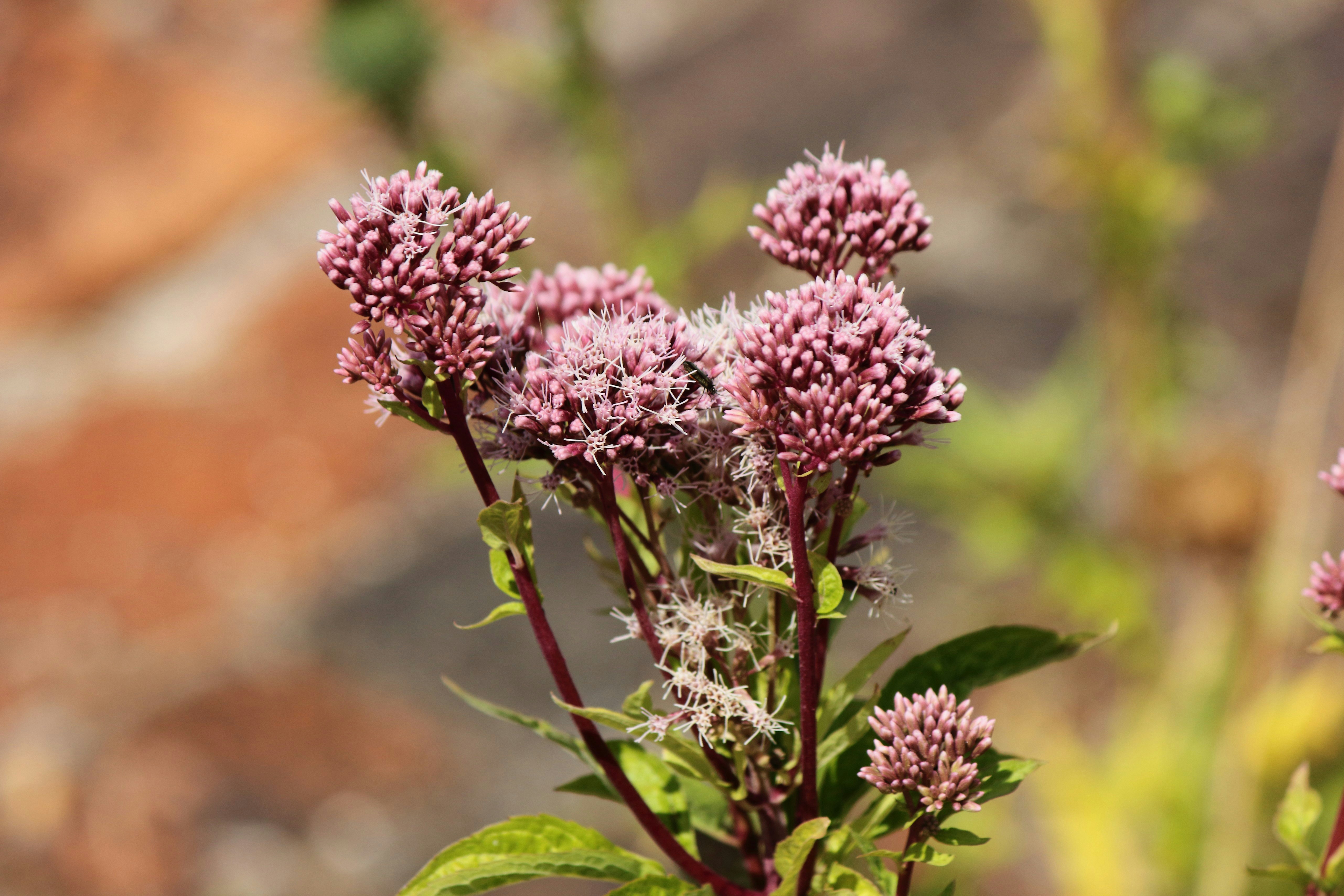 Photo by cengizozarpat