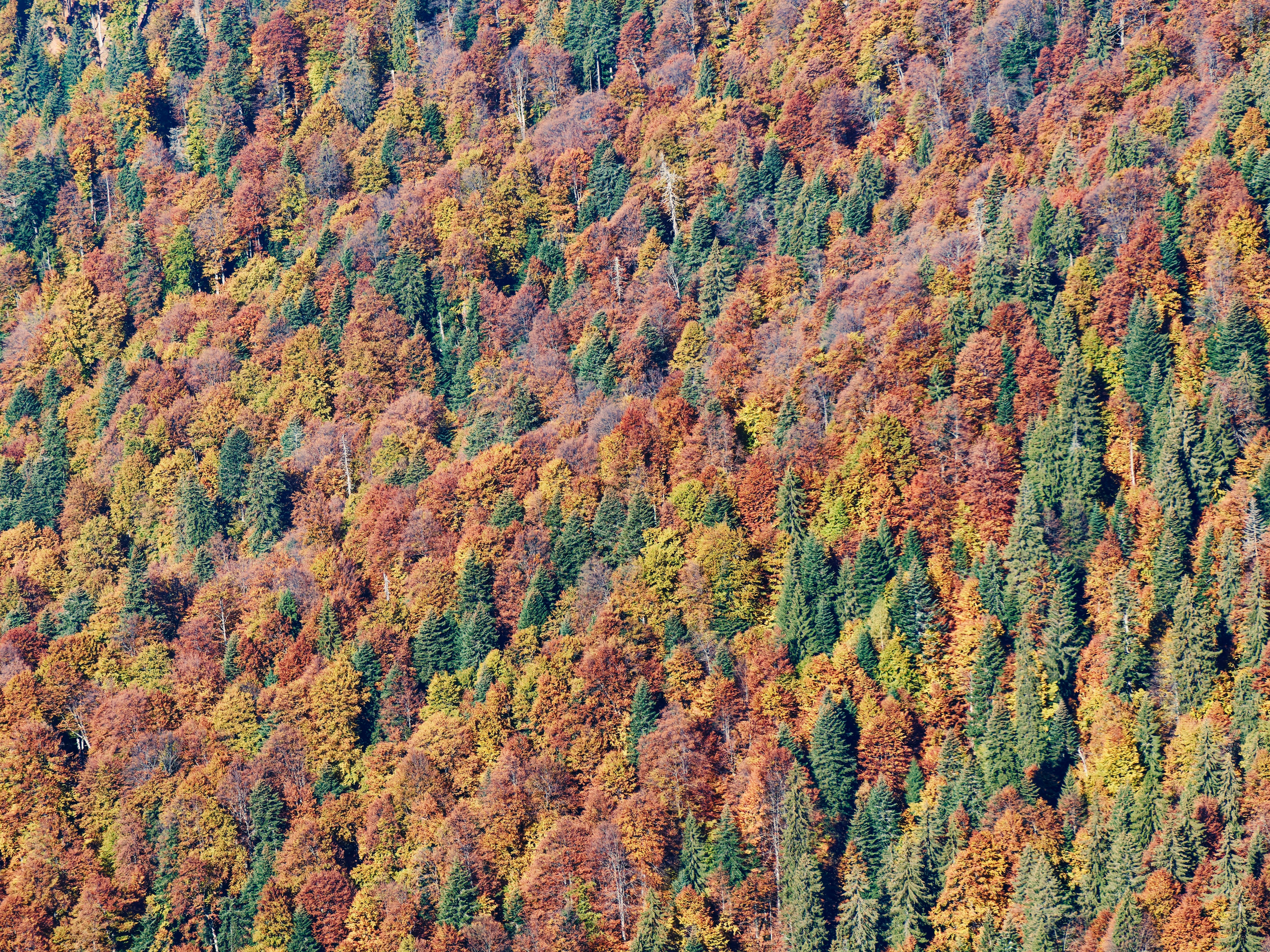 Photo by illes_cristi