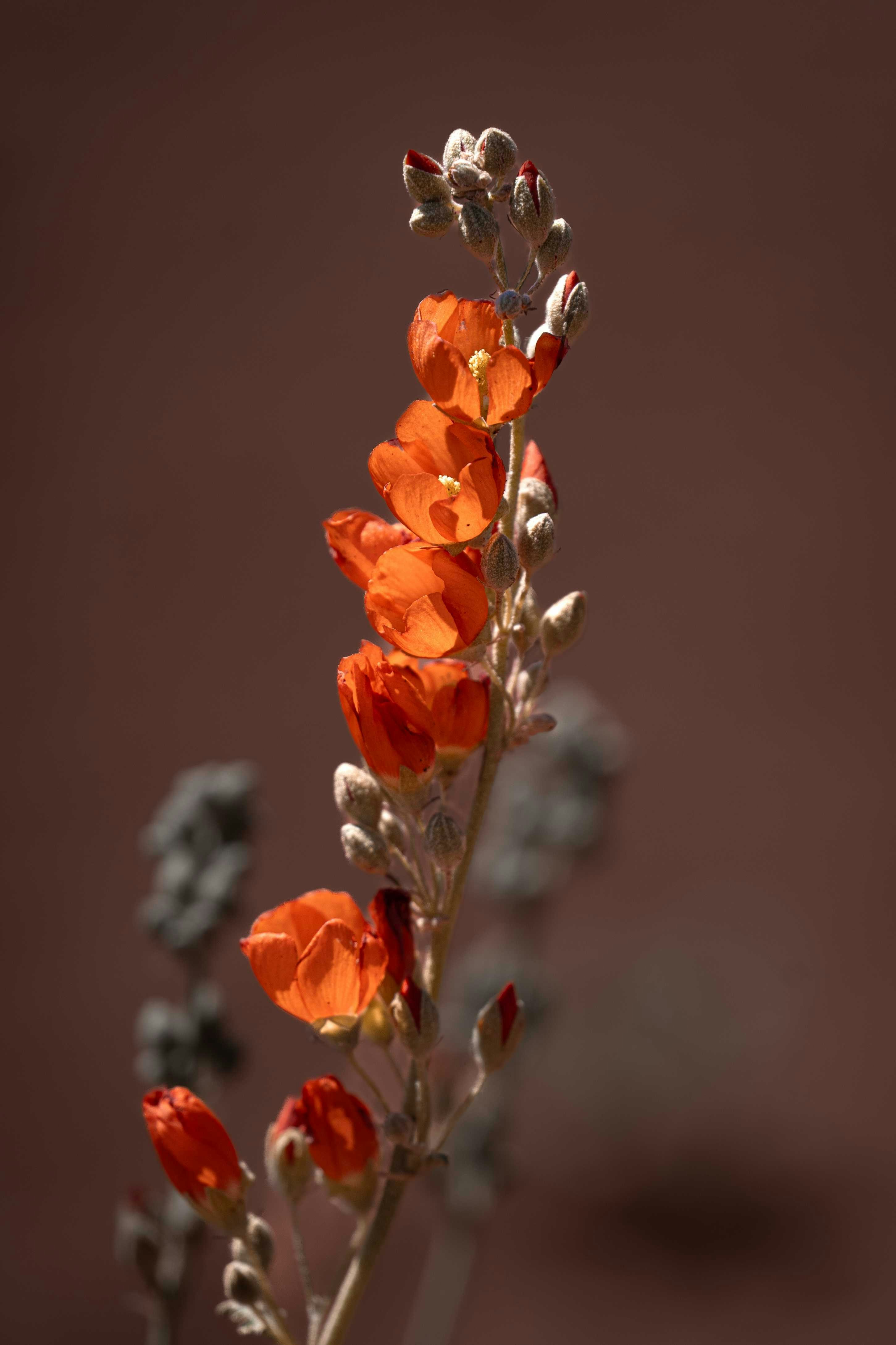 A close up of a plant with orange flowers