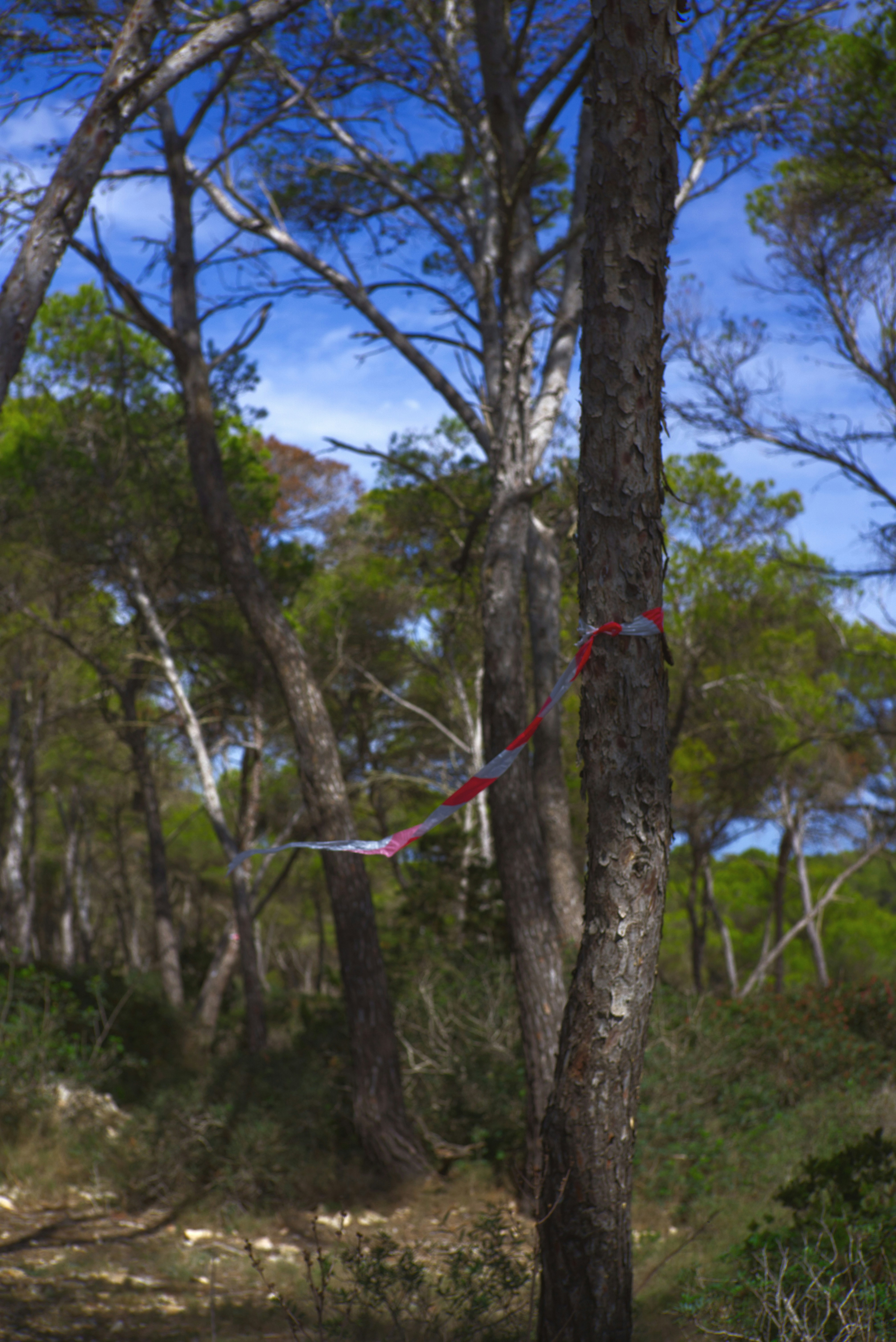 A red ribbon is tied to a tree in the woods