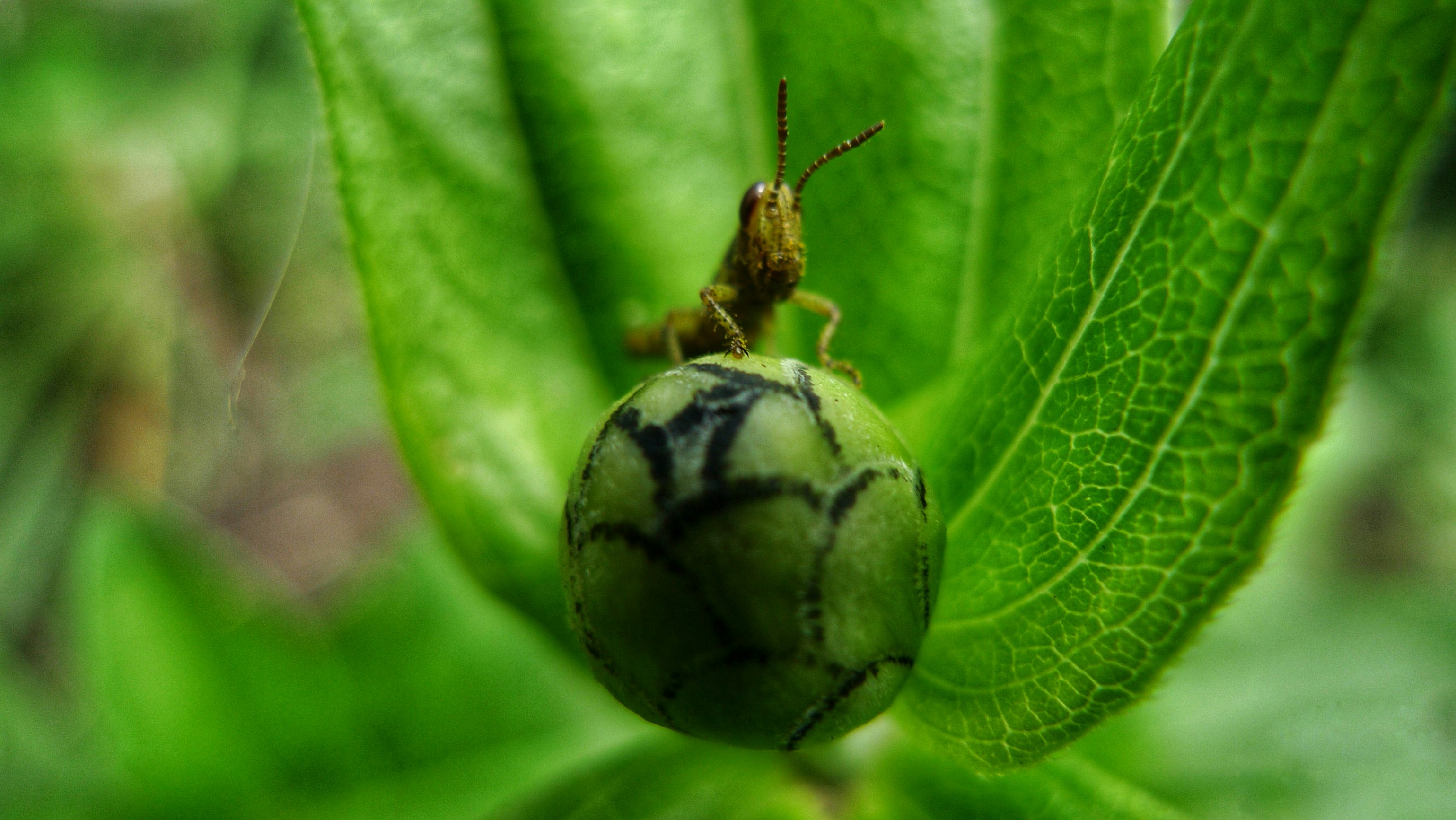 A bug is sitting on a green leaf