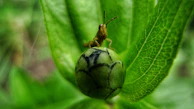 A bug is sitting on a green leaf