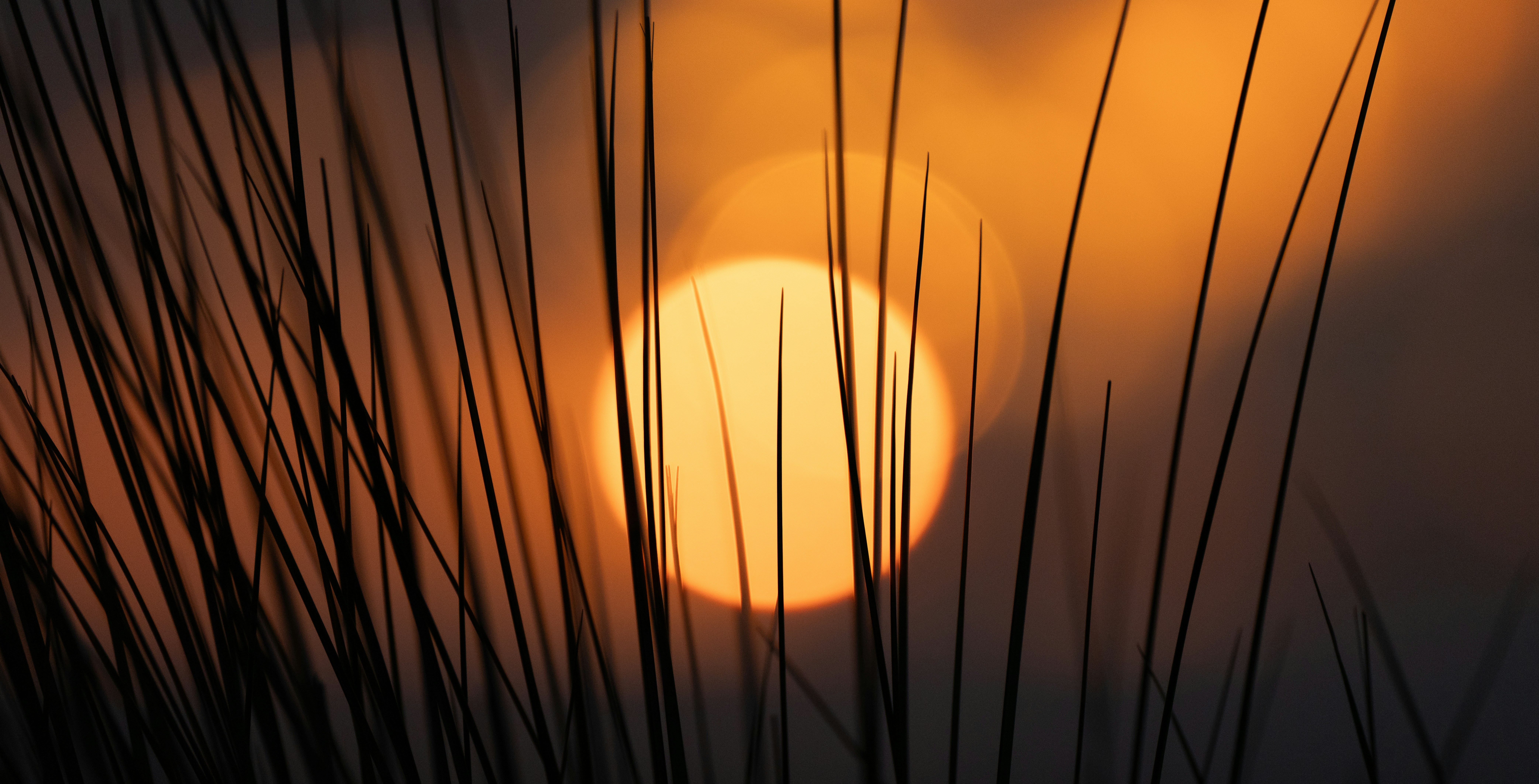 O sol está se pondo atrás de uma grama alta