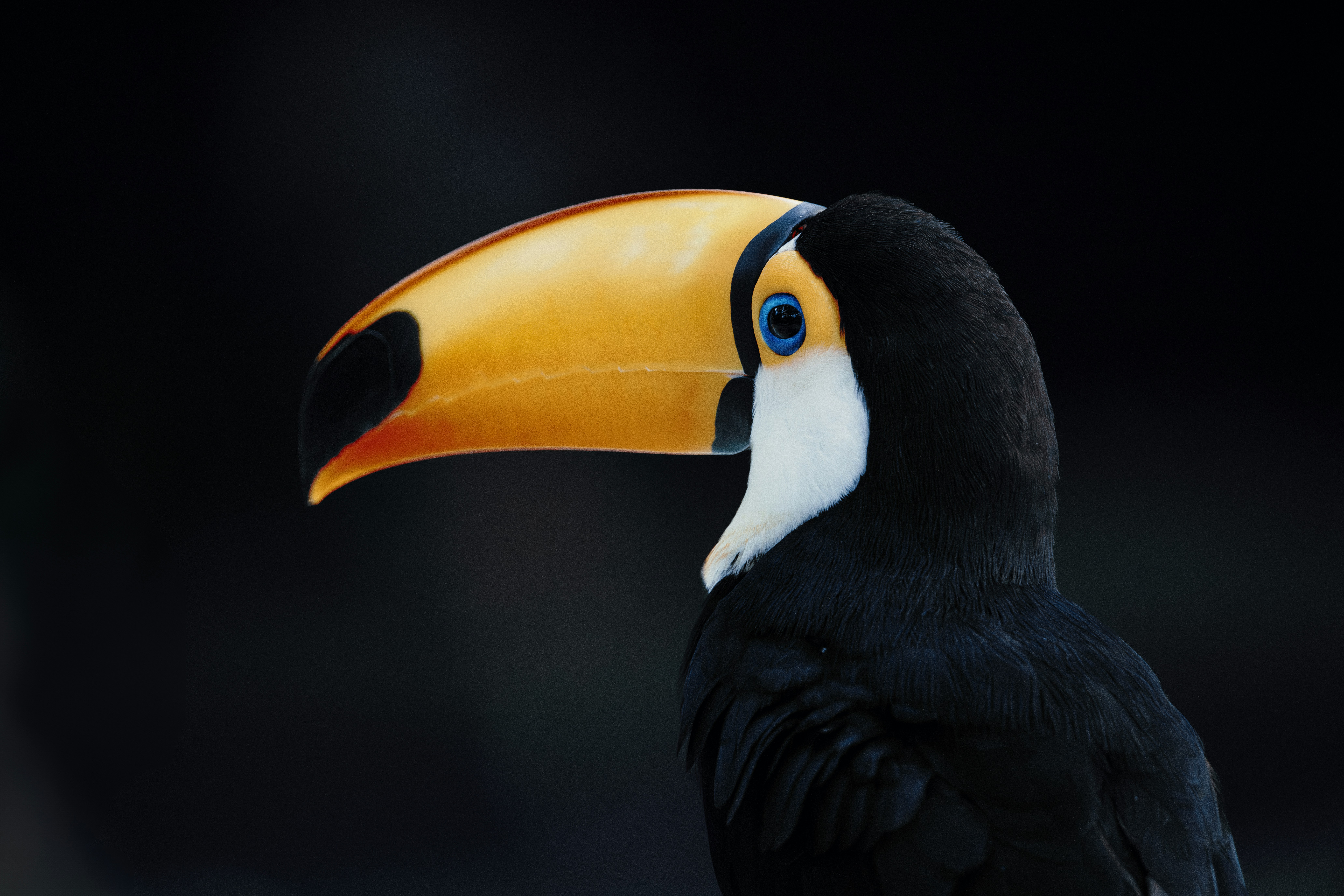 Toucan close-up with bright beak