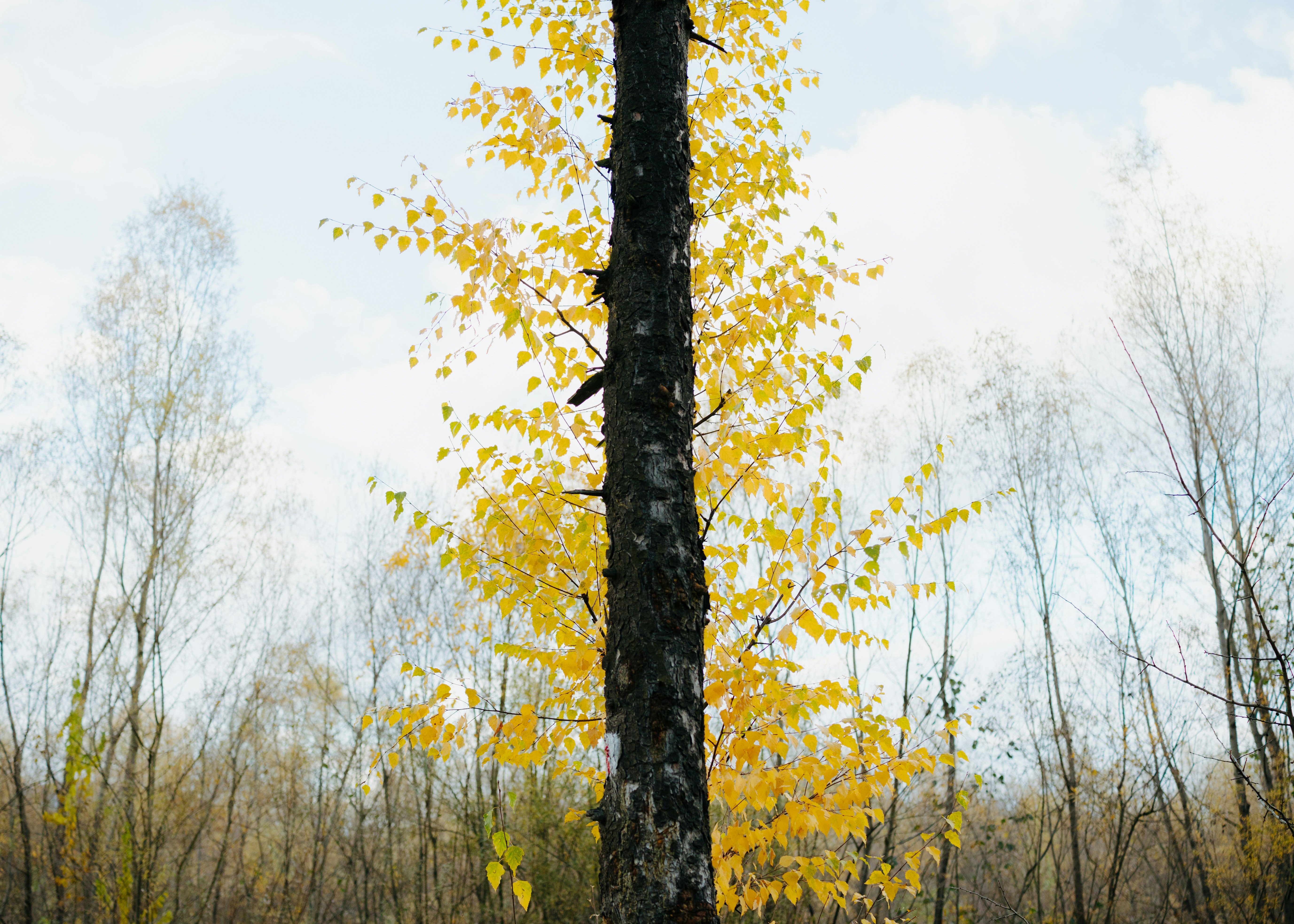 A tall tree with yellow leaves in a wooded area
