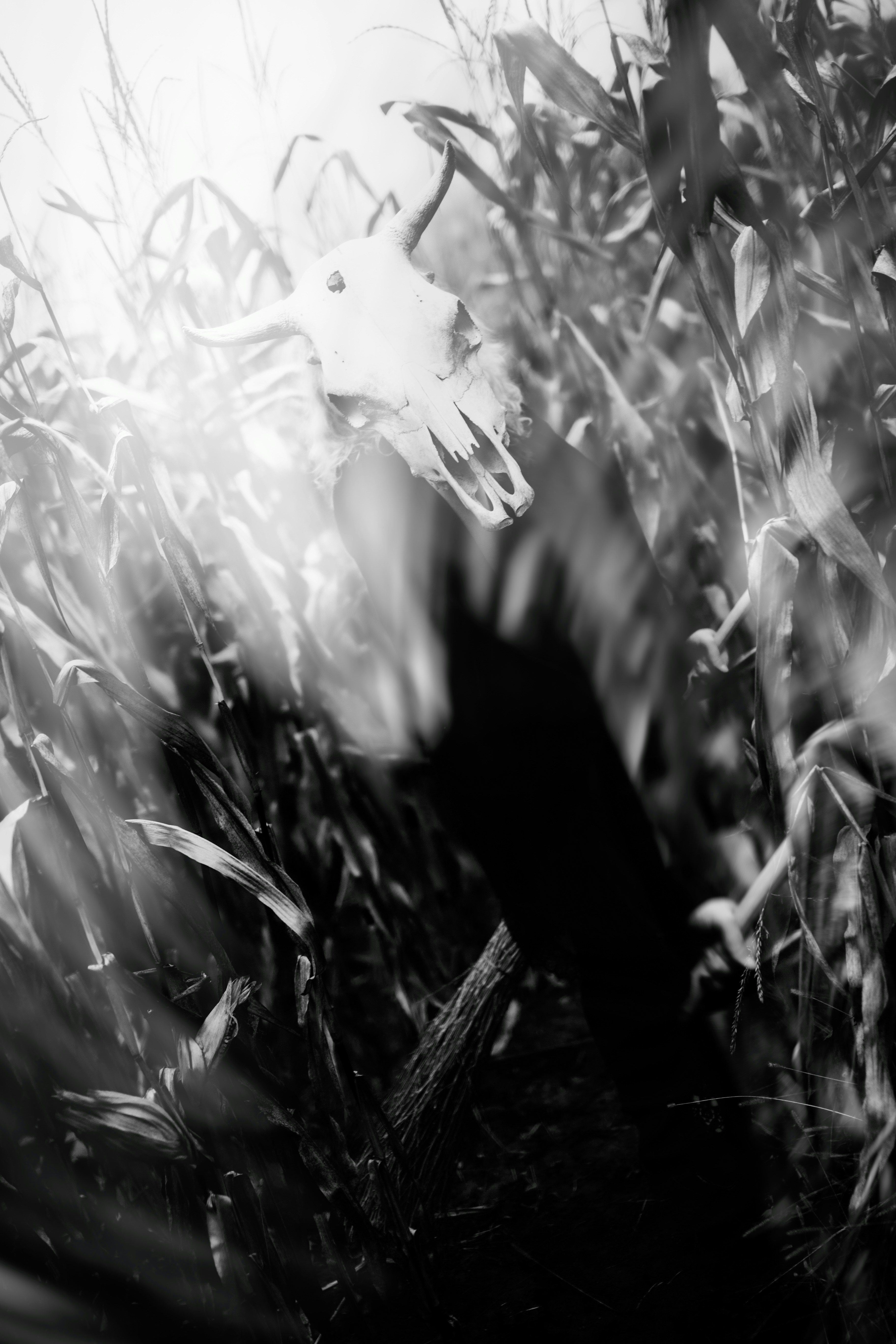 A blurry image of a person walking through a field