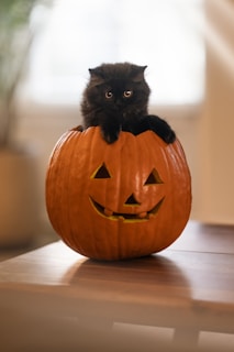 A black cat sitting on top of a carved pumpkin