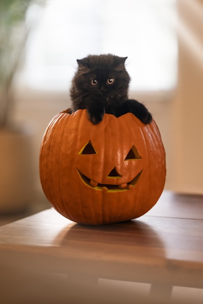 A black cat sitting on top of a carved pumpkin