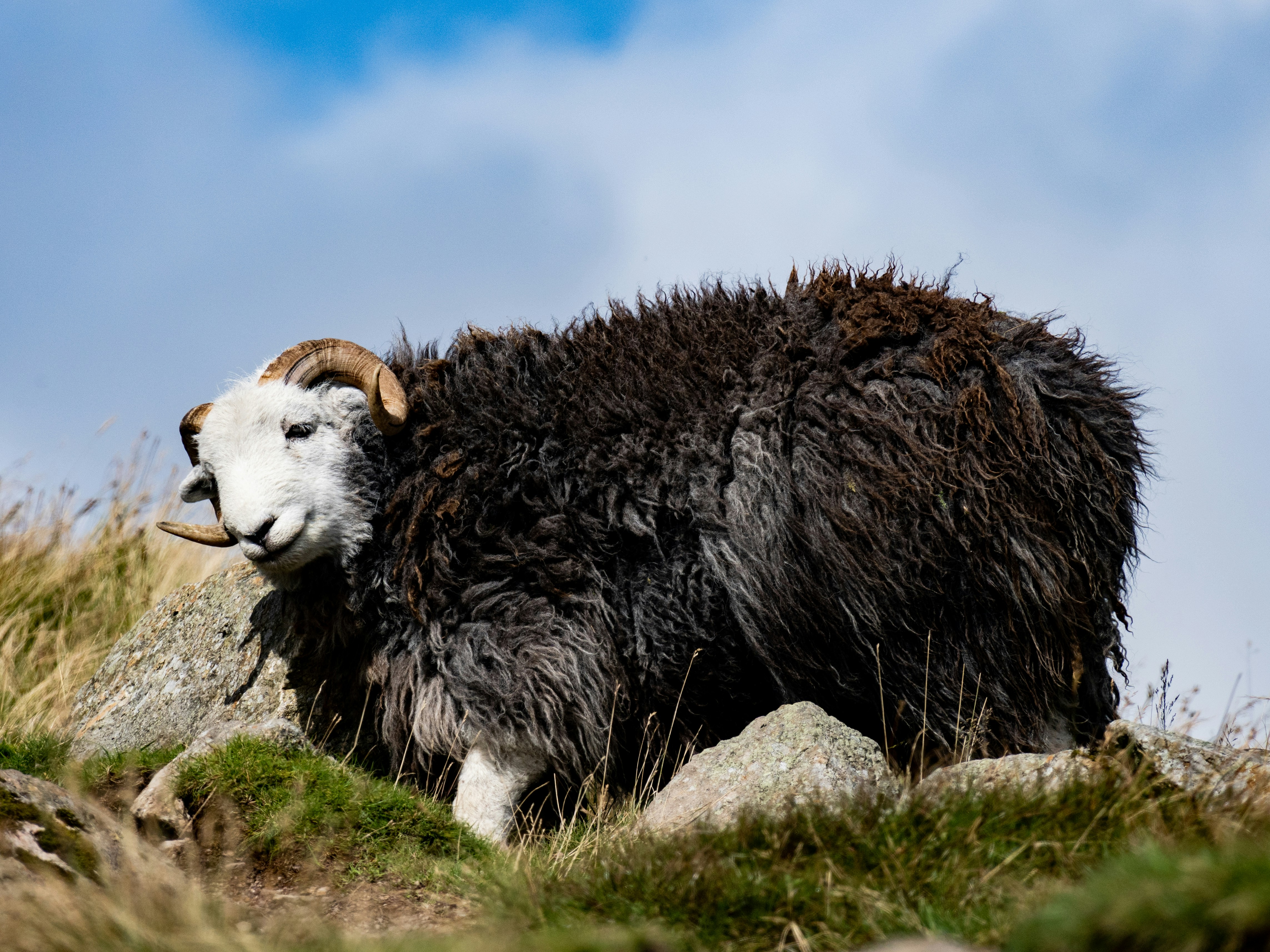 A mountain goat standing on top of a grass covered hillside