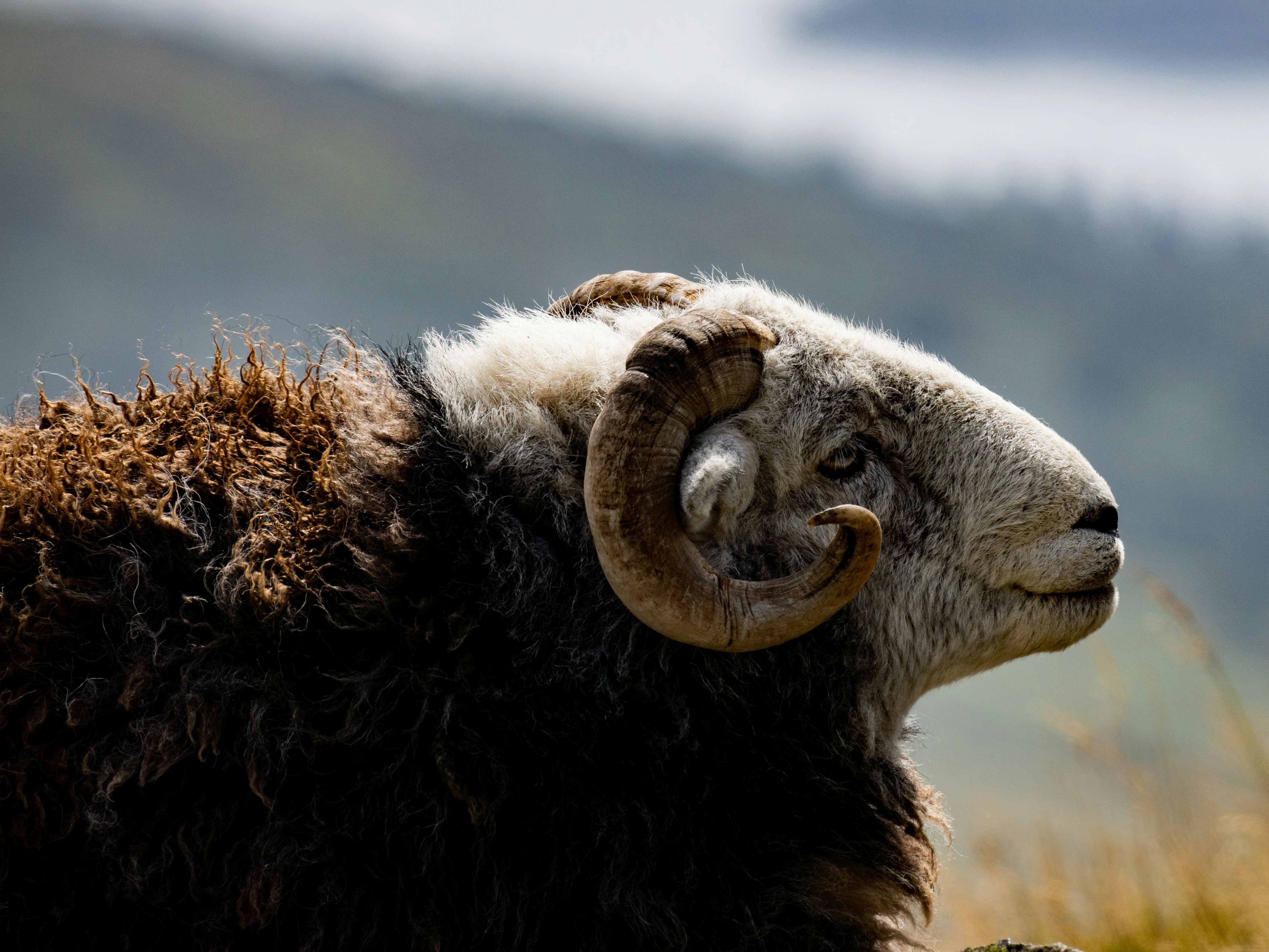 A close up of a sheep with a mountain in the background