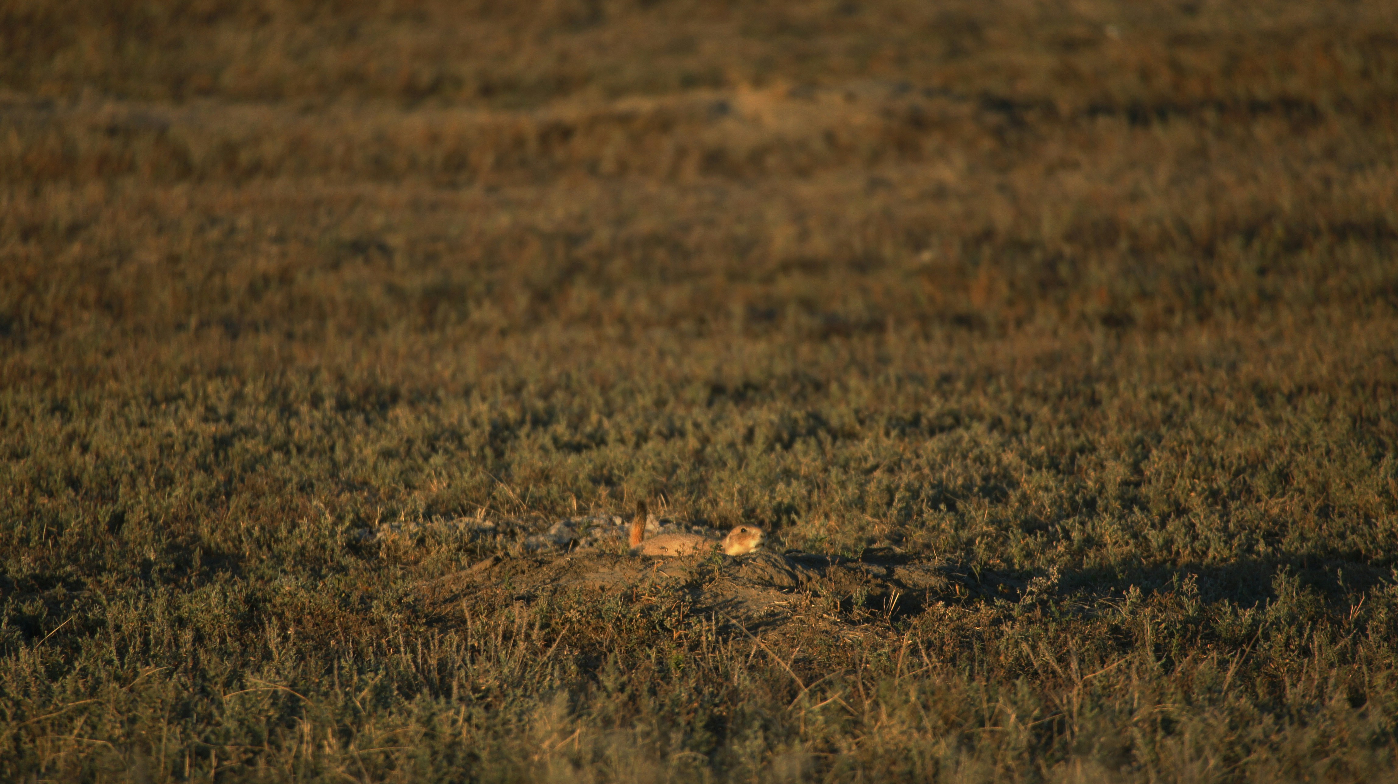 A bird is standing in the middle of a field