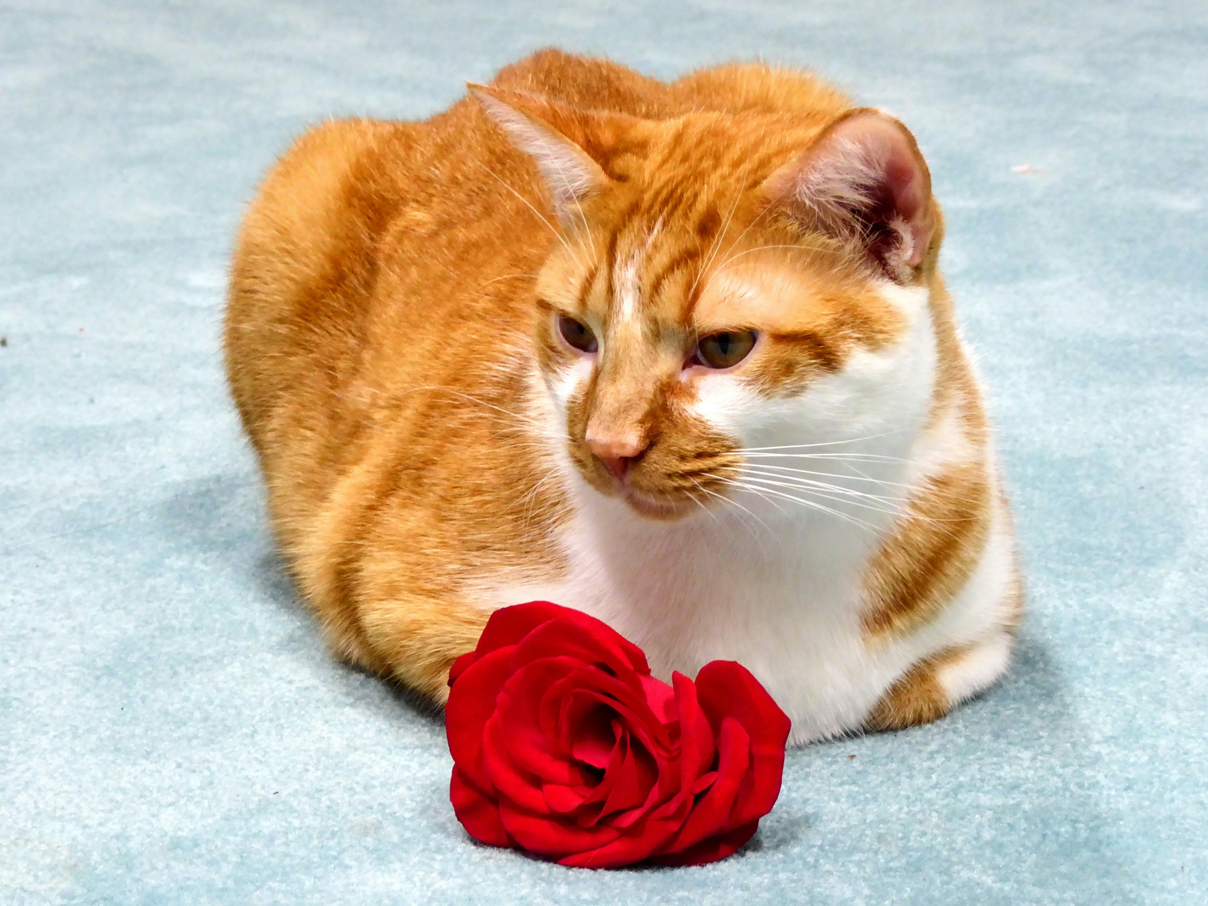 Seeking Out Your Scent (image credits: unsplash)